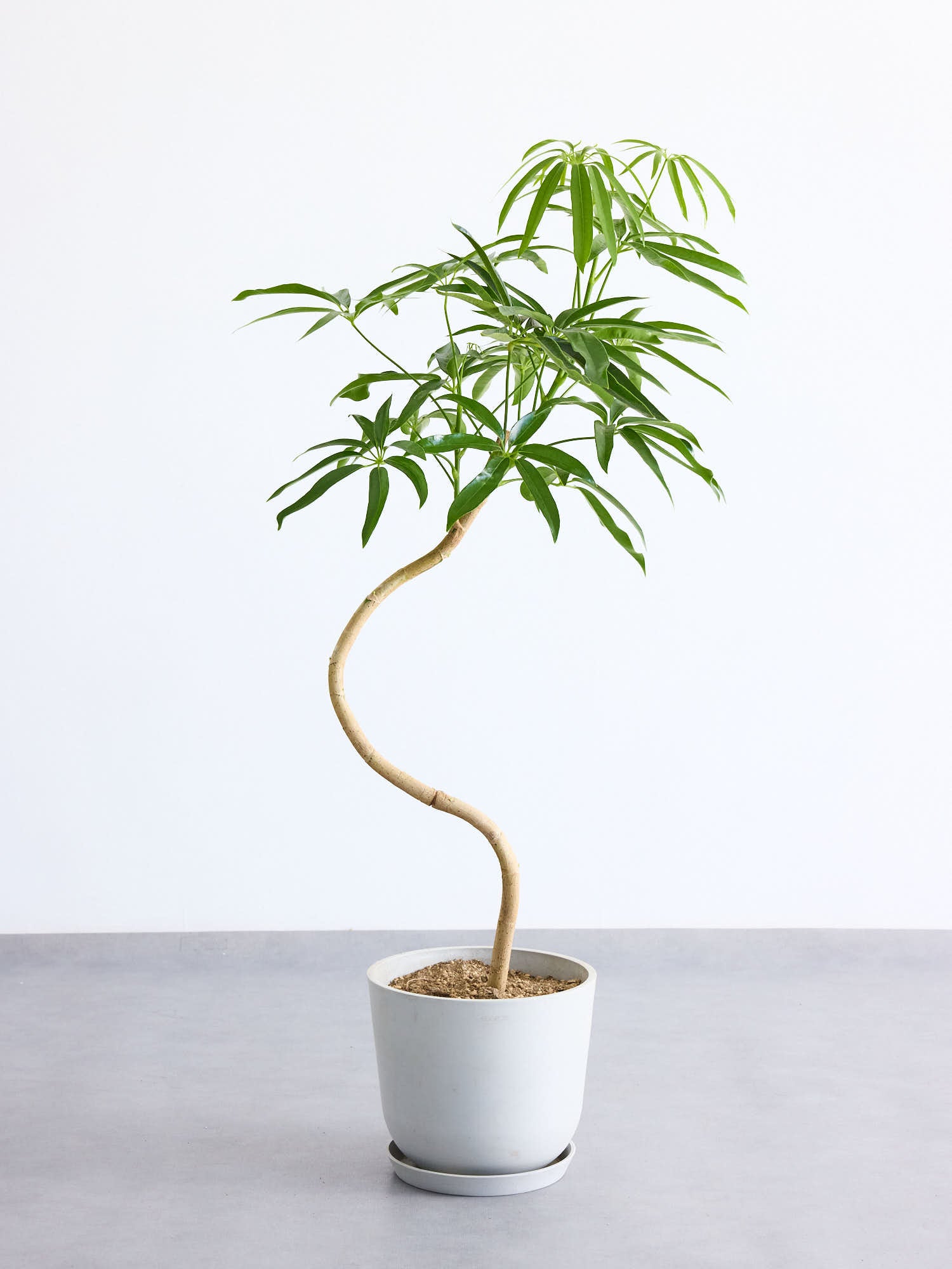 シェフレラ・アンガスティフォリア まがり M | 観葉植物の通販