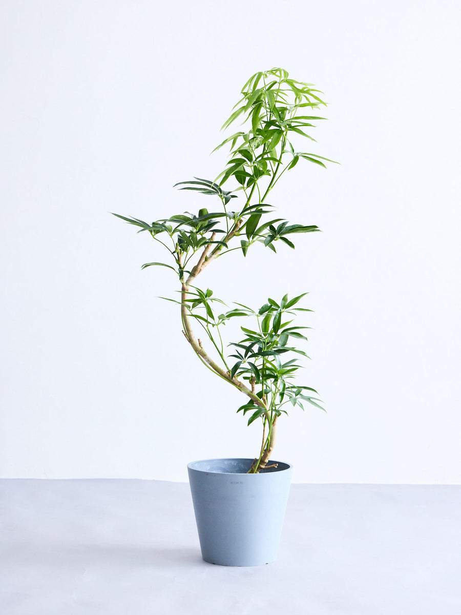 シェフレラ 8号 | 観葉植物の通販 AND PLANTS (アンドプランツ)