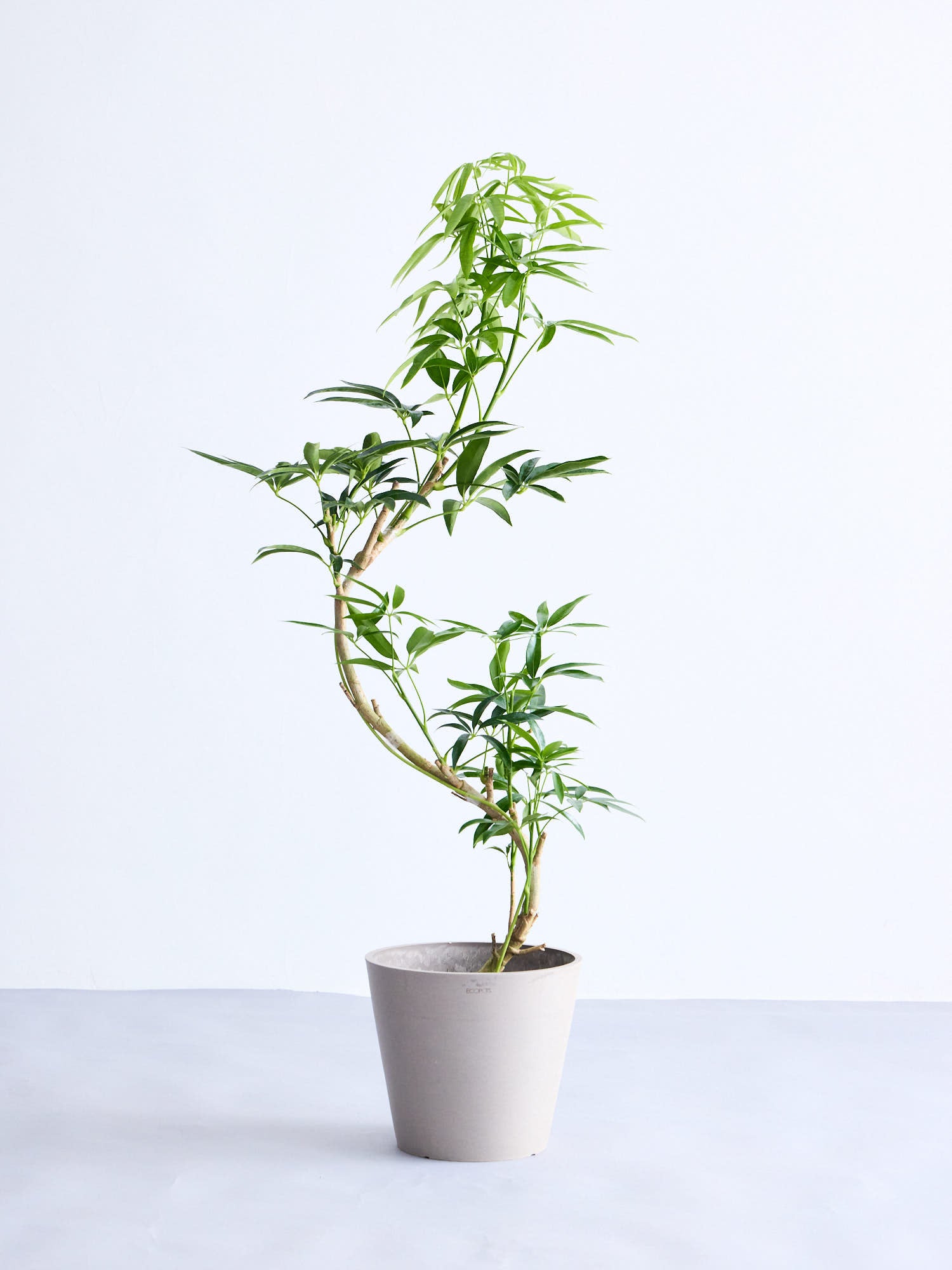 ☆ シェフレラ アンガスティフォリア 曲がり♪ 115cm♪ シェフレラ アンガスティフォリア 曲がり | HitoHana(ひとはな)