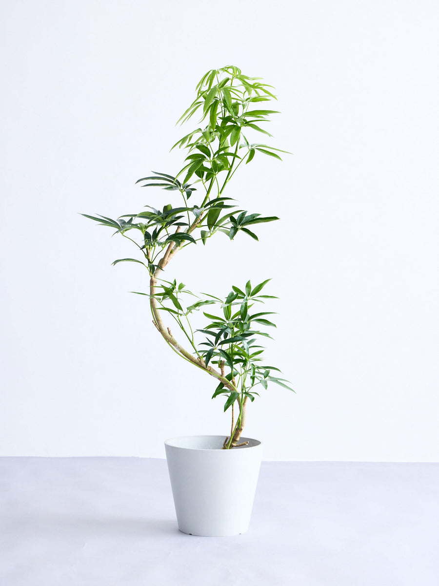 シェフレラ・アンガスティフォリア 8号 | 観葉植物の通販 AND PLANTS