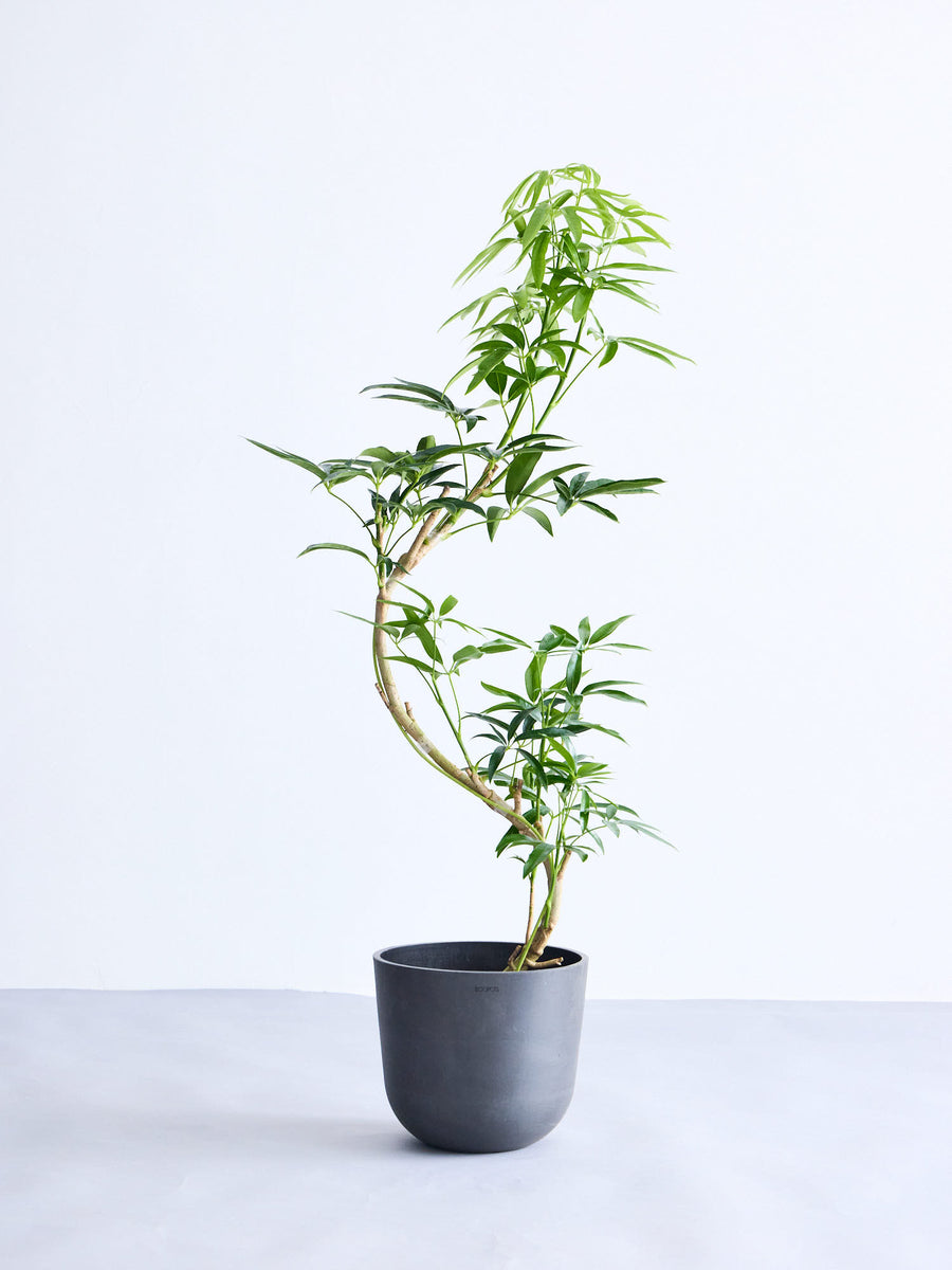 シェフレラ　アンガスティフォリア 観葉植物 高さ約180cm 細長い葉 シェフレラ・アンガスティフォリア まがり | 観葉植物の通販 AND