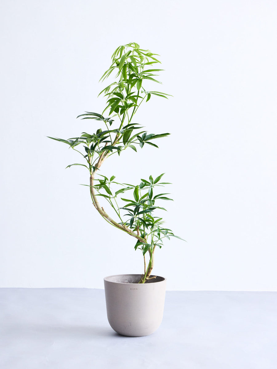 シェフレラ　アンガスティフォリア 観葉植物 高さ約175cm 花付き シェフレラ・アンガスティフォリア 8号 | 観葉植物の通販 AND PLANTS
