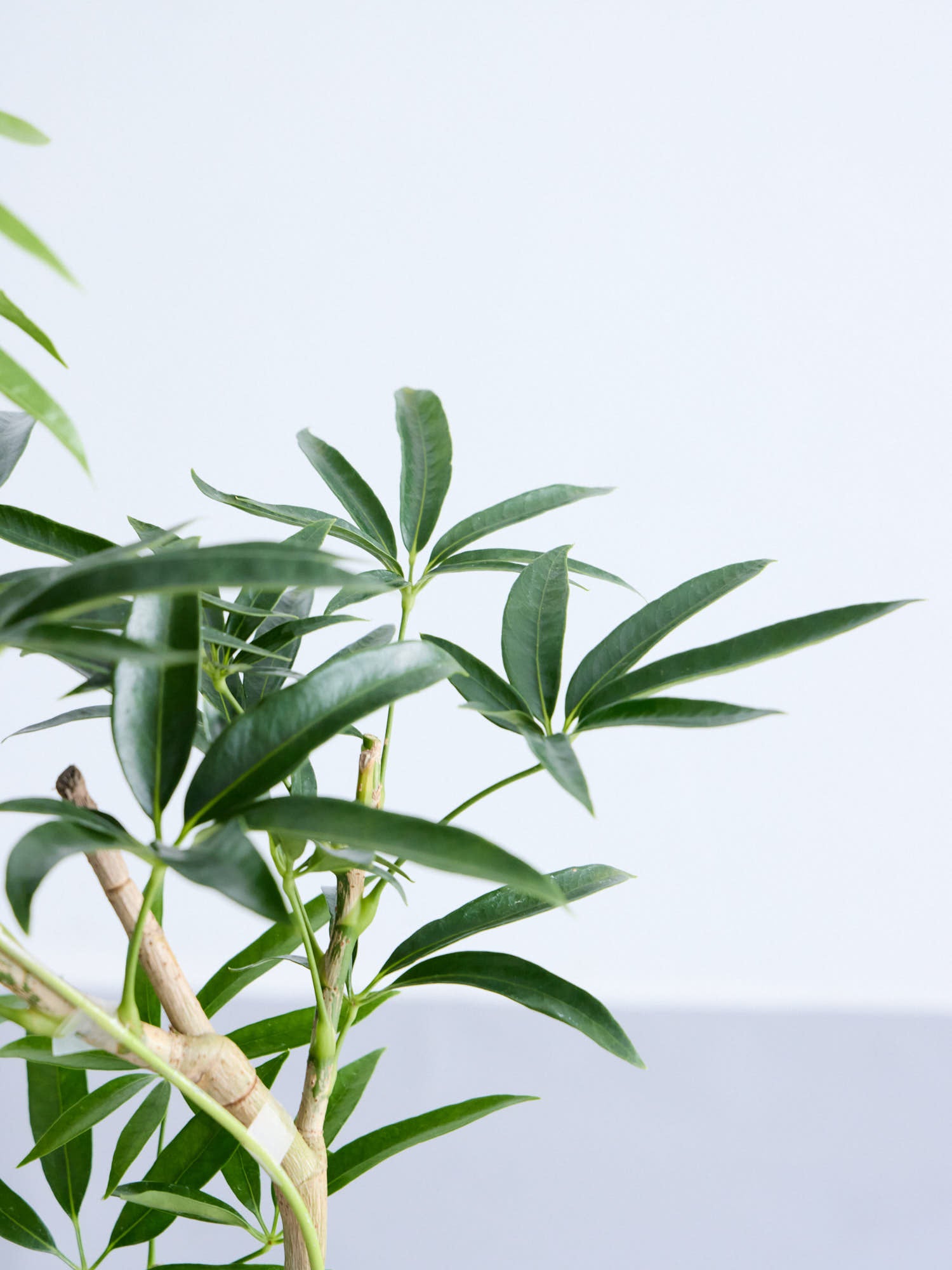 シェフレラ・アンガスティフォリア まがり M | 観葉植物の通販 AND
