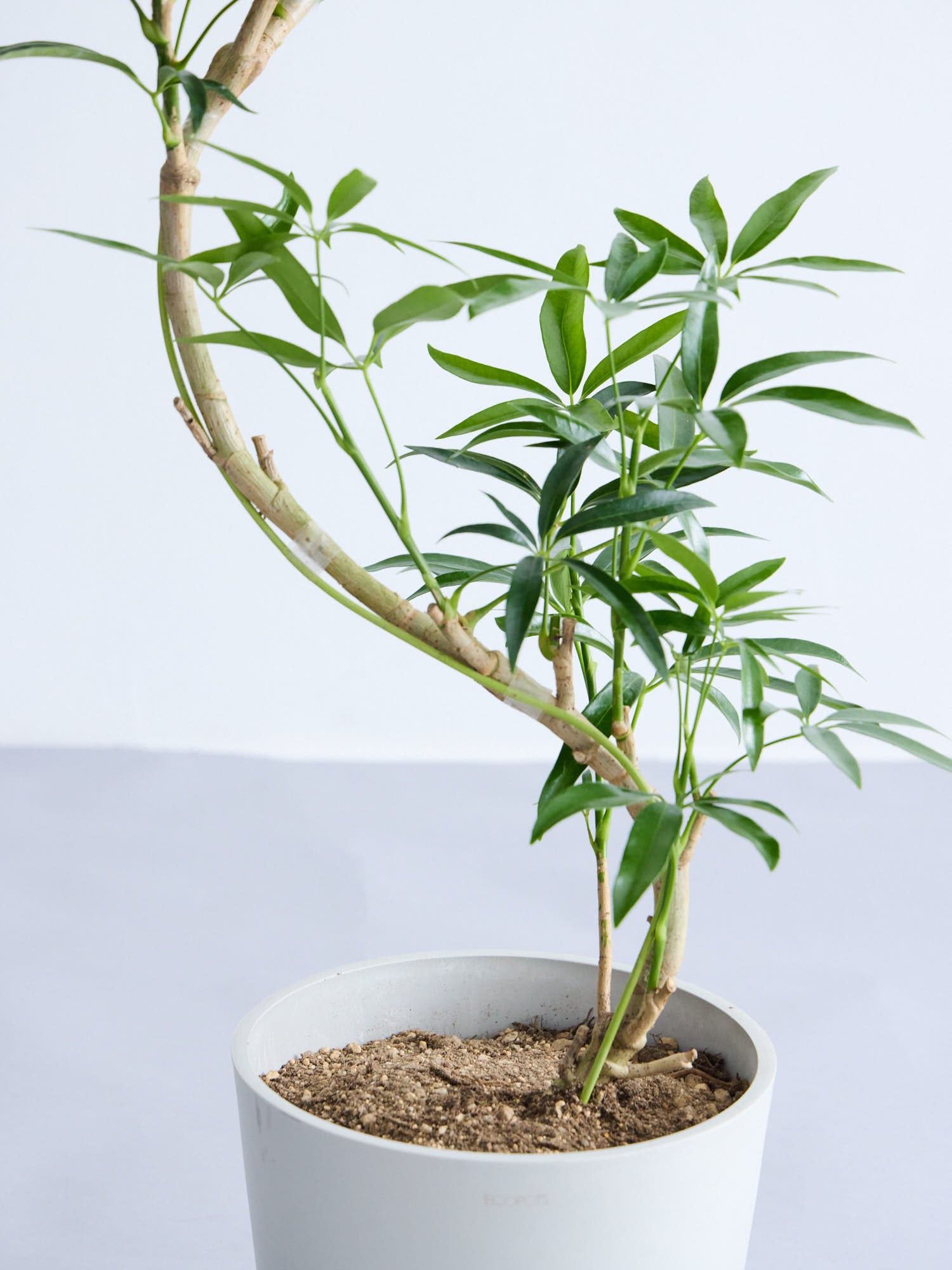 シェフレラ・アンガスティフォリア まがり M | 観葉植物の通販 AND