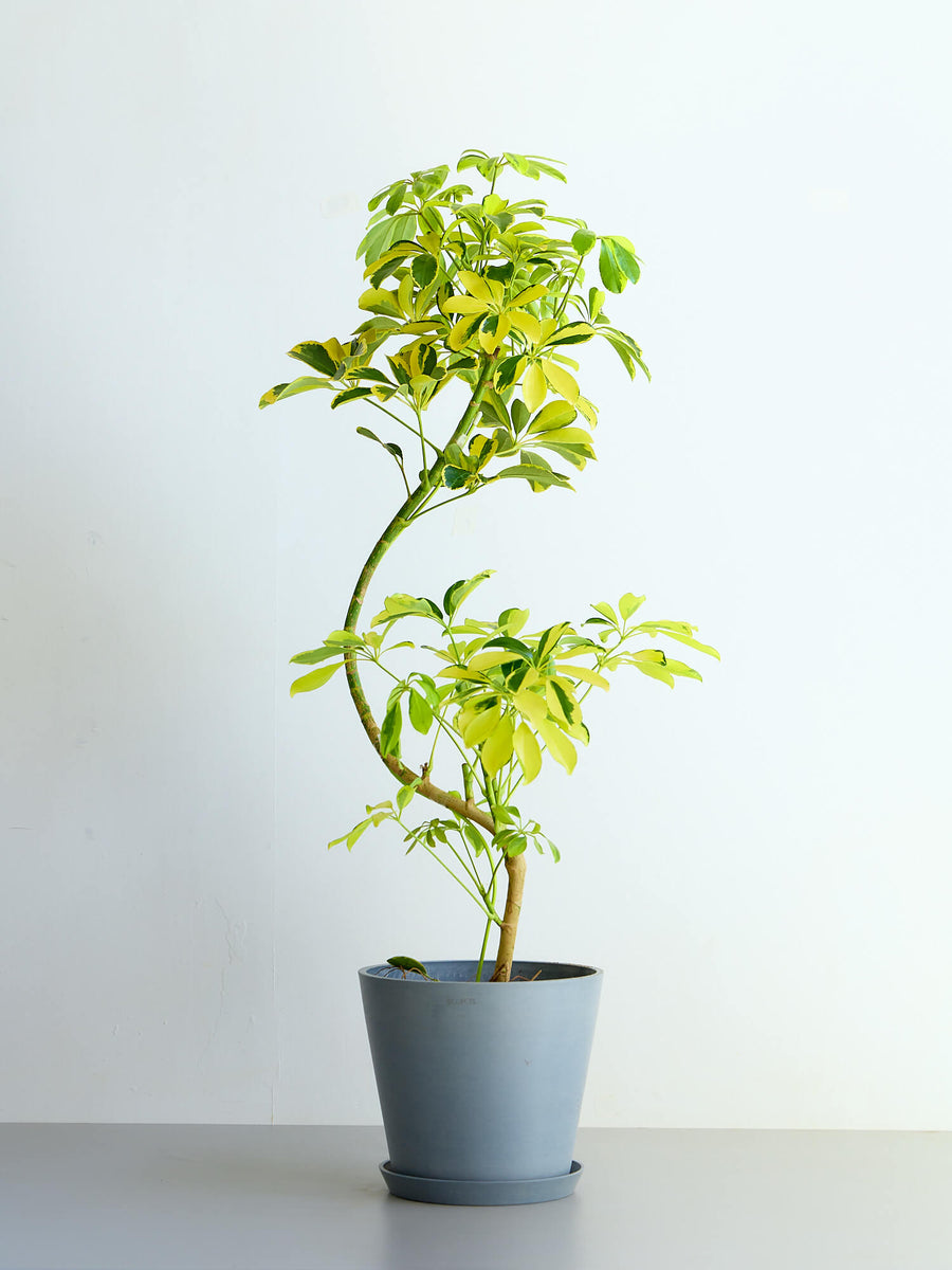 シェフレラ・ハッピーイエロー まがり | 観葉植物の通販 AND PLANTS