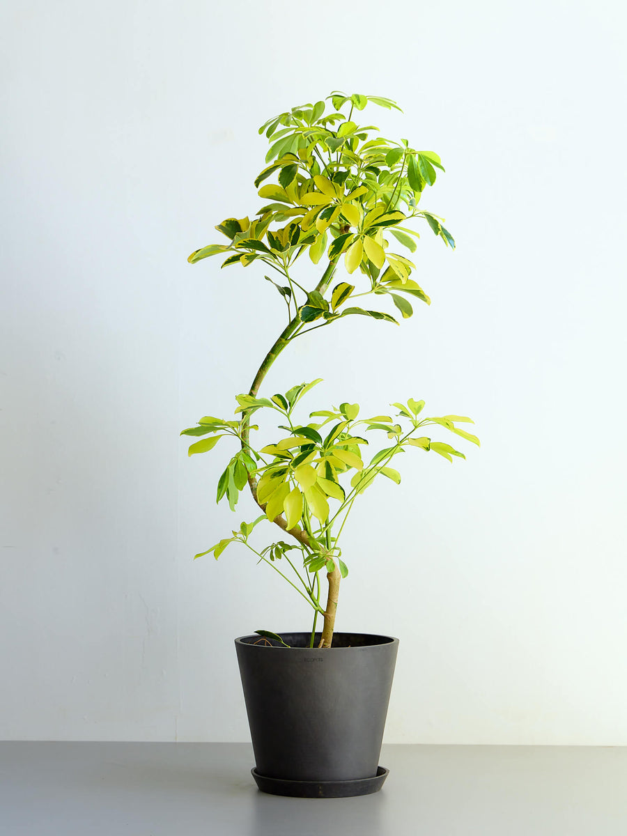 斑入りのシェフレラ | 観葉植物の通販 AND PLANTS (アンドプランツ)