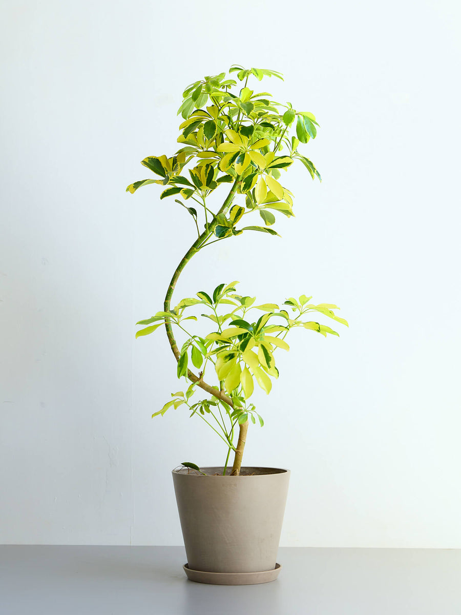 シェフレラ ハッピーイエロー シェフレラ・ハッピーイエロー | 観葉植物の通販 AND PLANTS (アンド