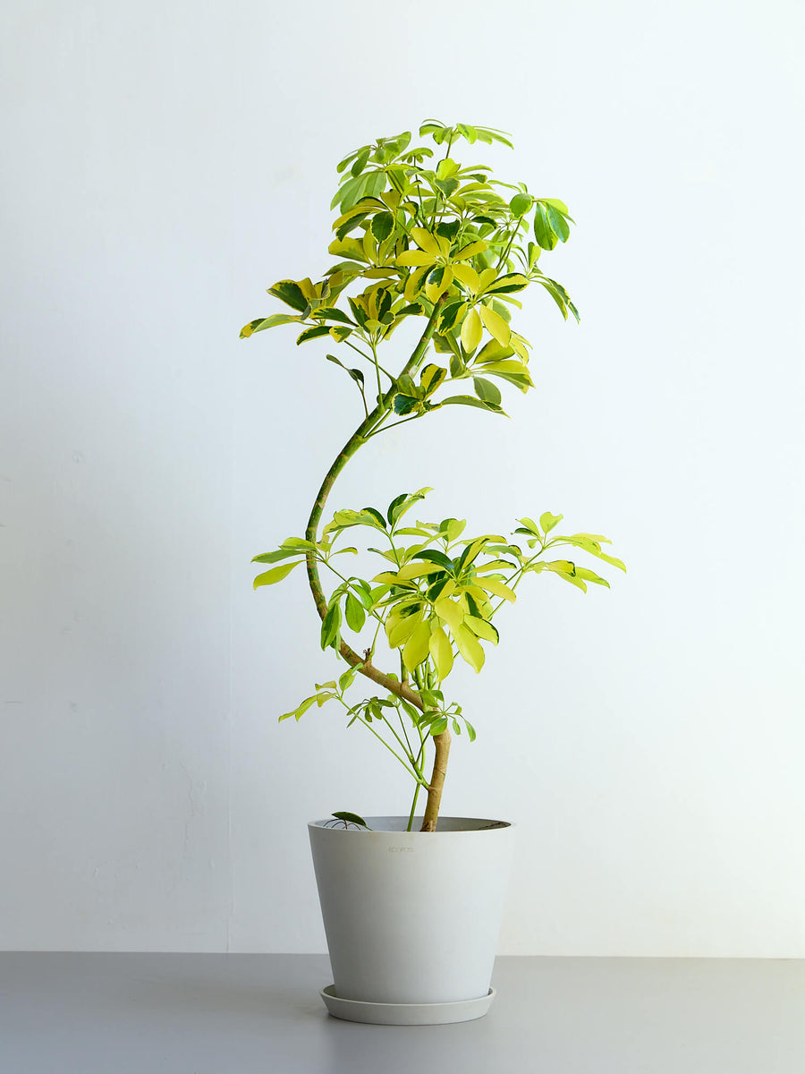 斑入りのシェフレラ | 観葉植物の通販 AND PLANTS (アンドプランツ)
