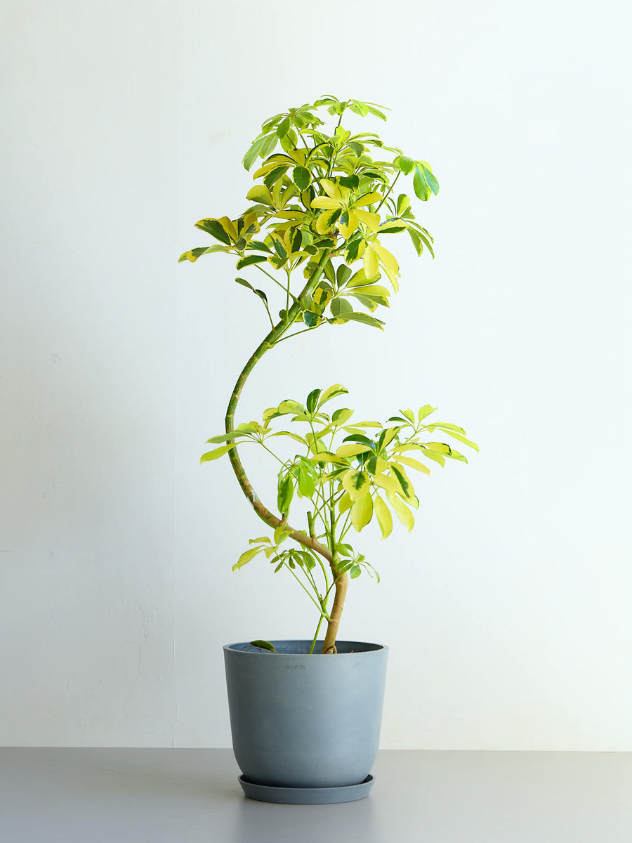 シェフレラ 8号 | 観葉植物の通販 AND PLANTS (アンドプランツ)