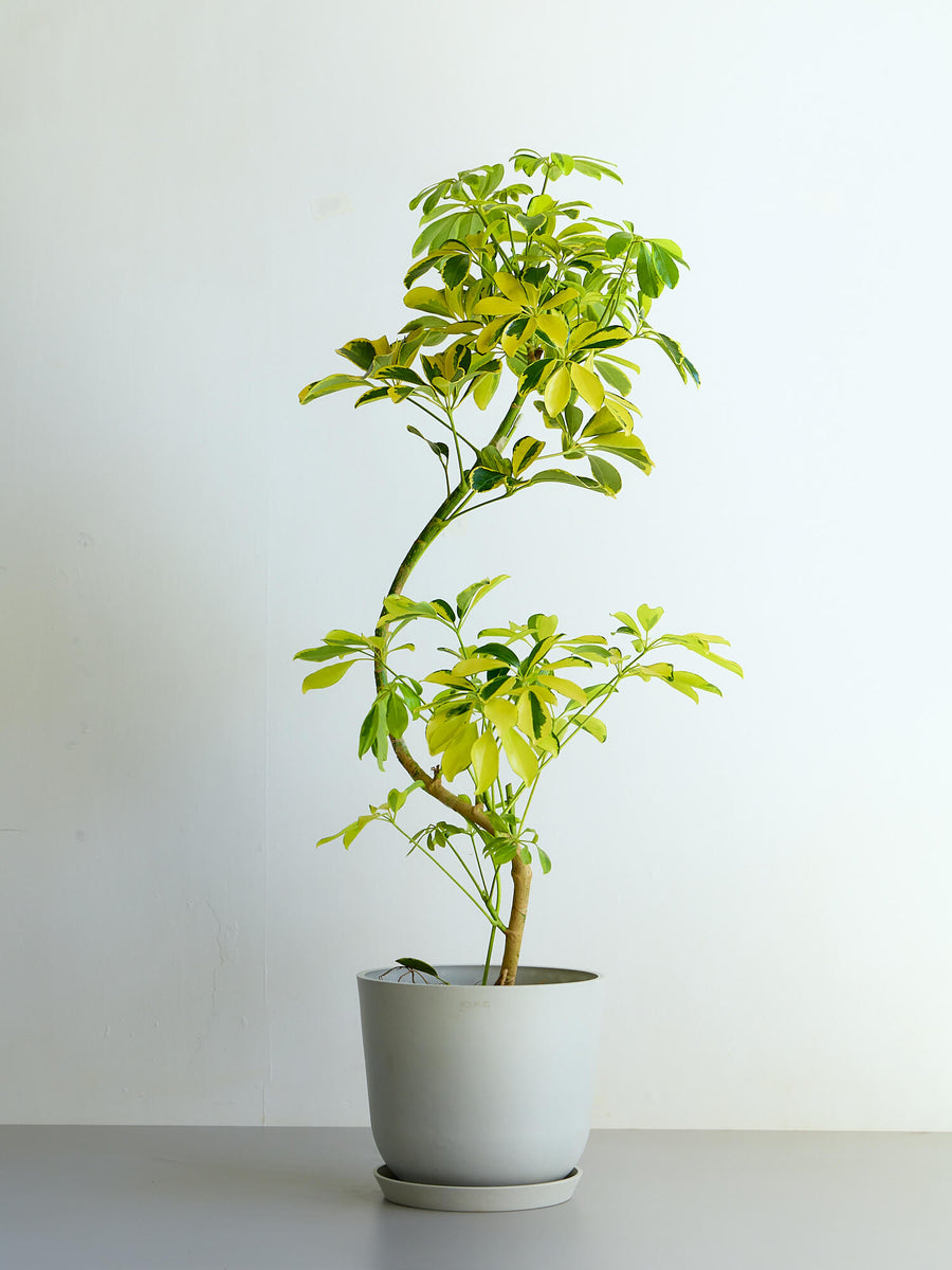 ♪シェフレラ　ハッピーイエロー♪8号鉢直径約24㎝ シェフレラ 8号 | 観葉植物の通販 AND PLANTS (アンドプランツ)