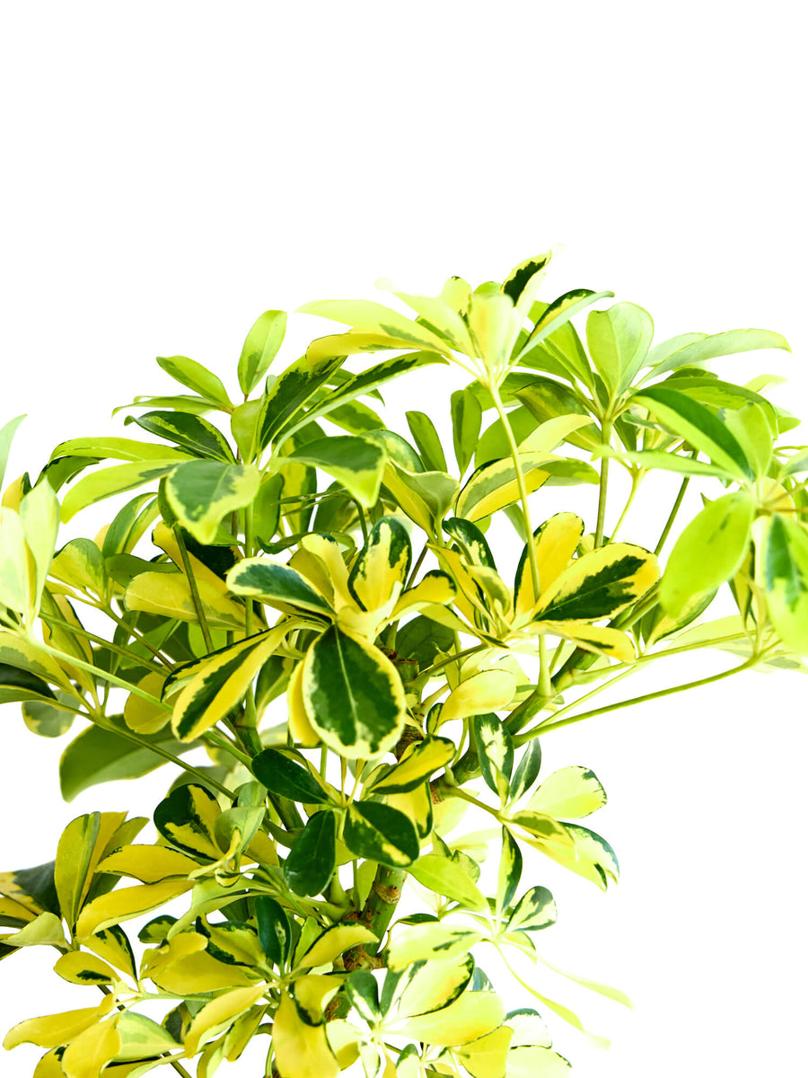 シェフレラ・ハッピーイエロー 8号 | 観葉植物の通販 AND PLANTS