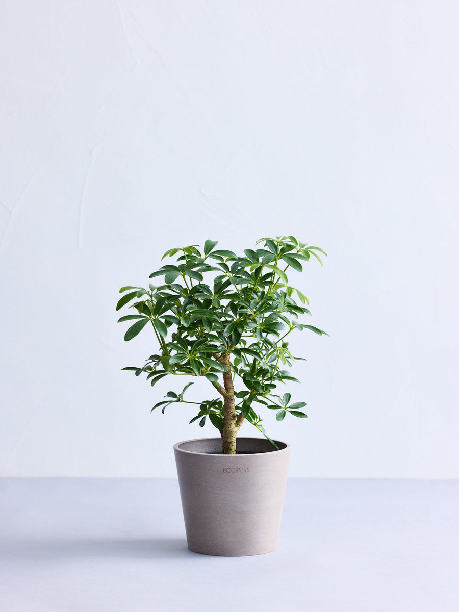 シェフレラ・コンパクタ | 観葉植物の通販 AND PLANTS (アンドプランツ)