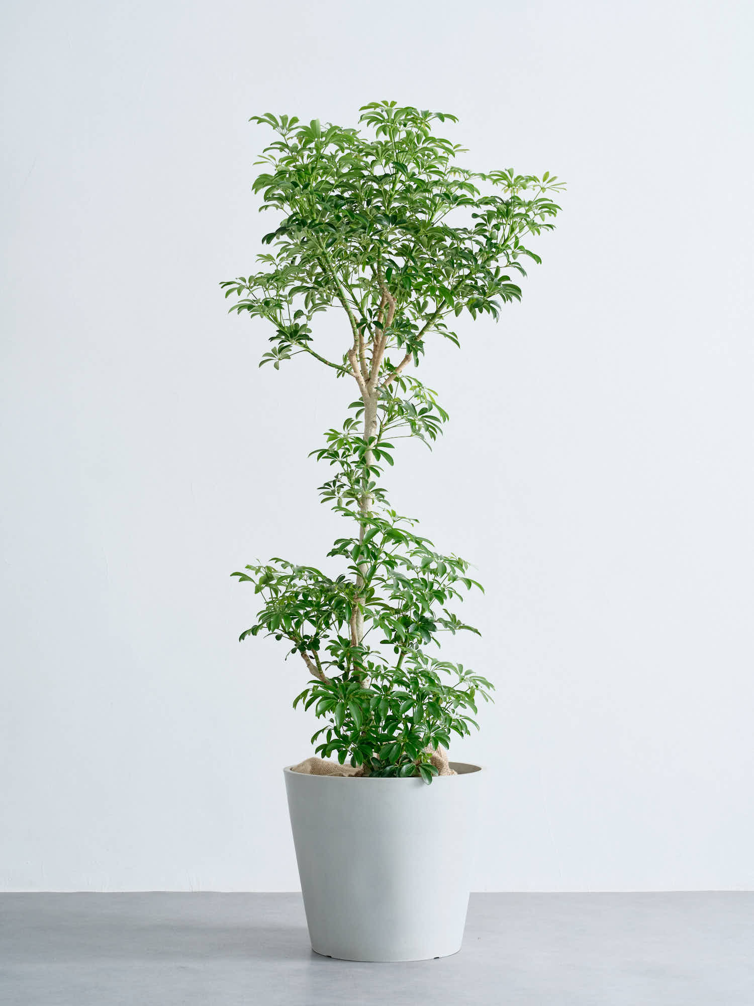 シェフレラ・コンパクタ XL | 観葉植物の通販 AND PLANTS (アンドプランツ)