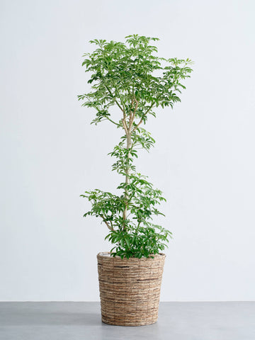 シェフレラ・コンパクタ XL   (バナナリーフバスケット ブラウン)