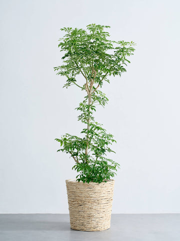 シェフレラ・コンパクタ XL   (バナナリーフバスケット ナチュラル)