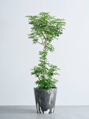 シェフレラ・コンパクタ XL   (樹脂ポット ブラックマーブル)