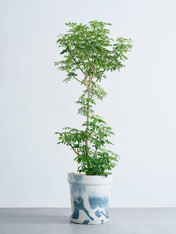 シェフレラ・コンパクタ XL   (アーバンプランツポット マーブルミルク)