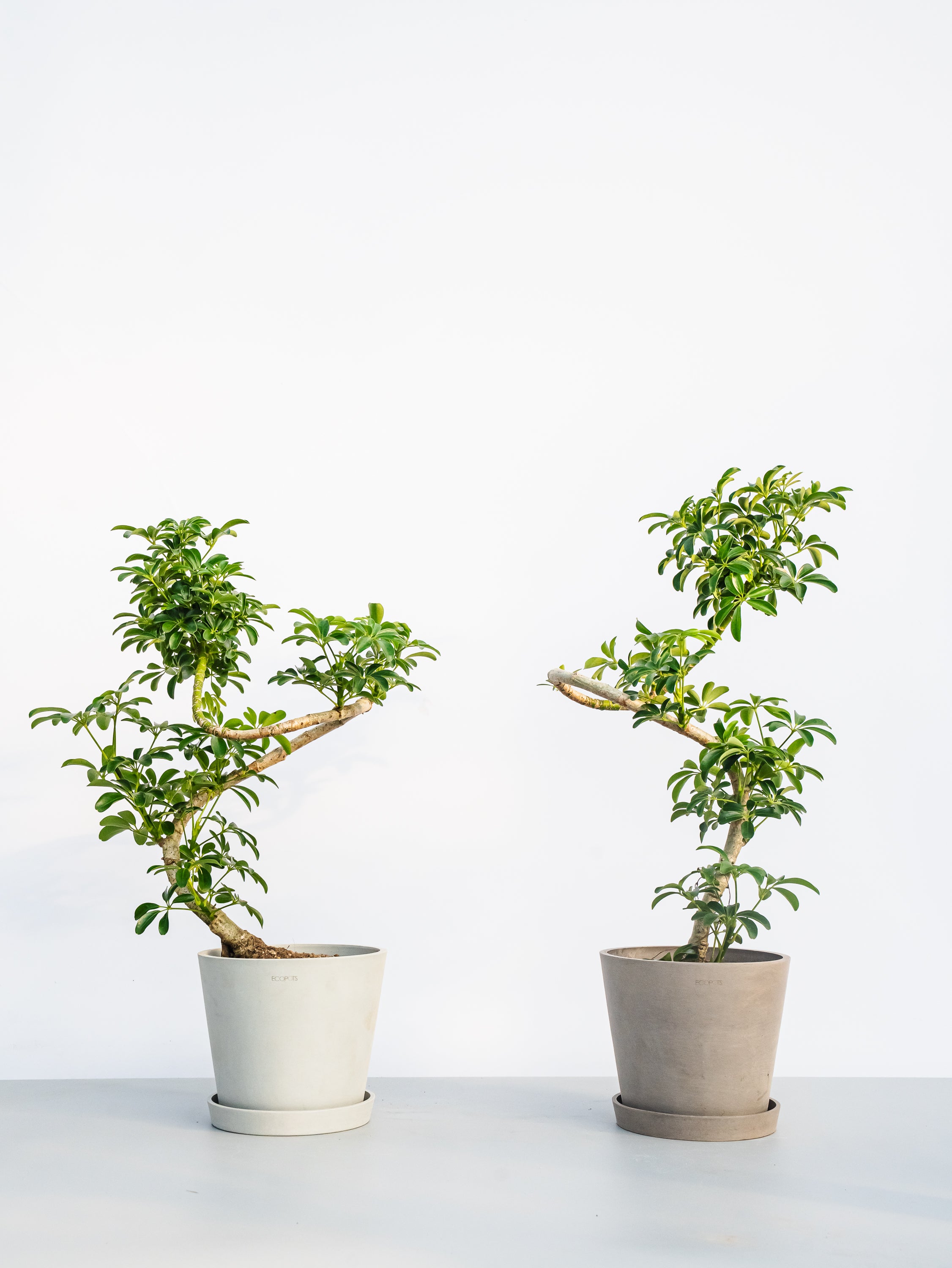 シェフレラ・コンパクタ まがり S | 観葉植物の通販 AND PLANTS