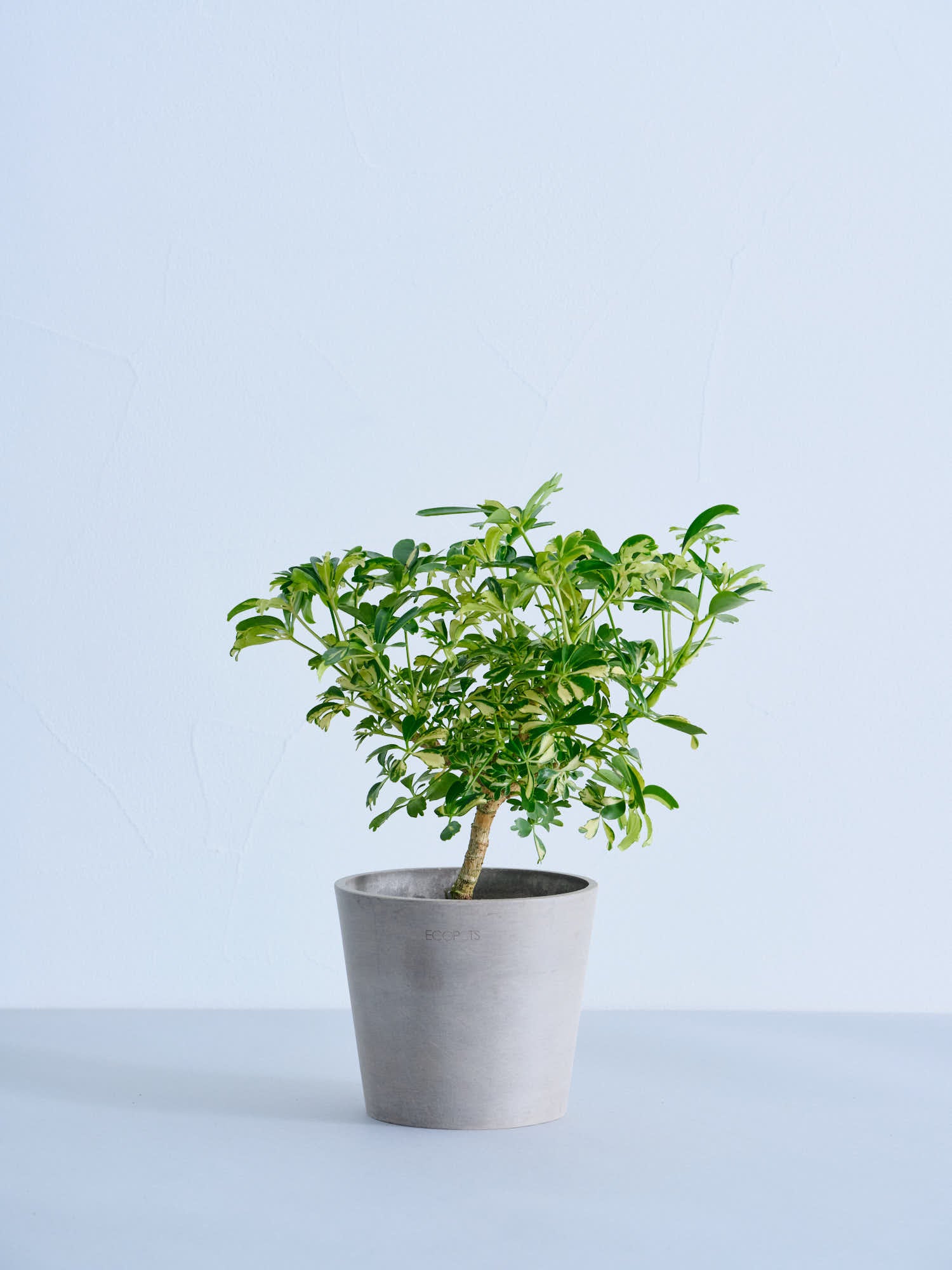 シェフレラ・ジェニーネ Table-M | 観葉植物の通販 AND PLANTS (アンド