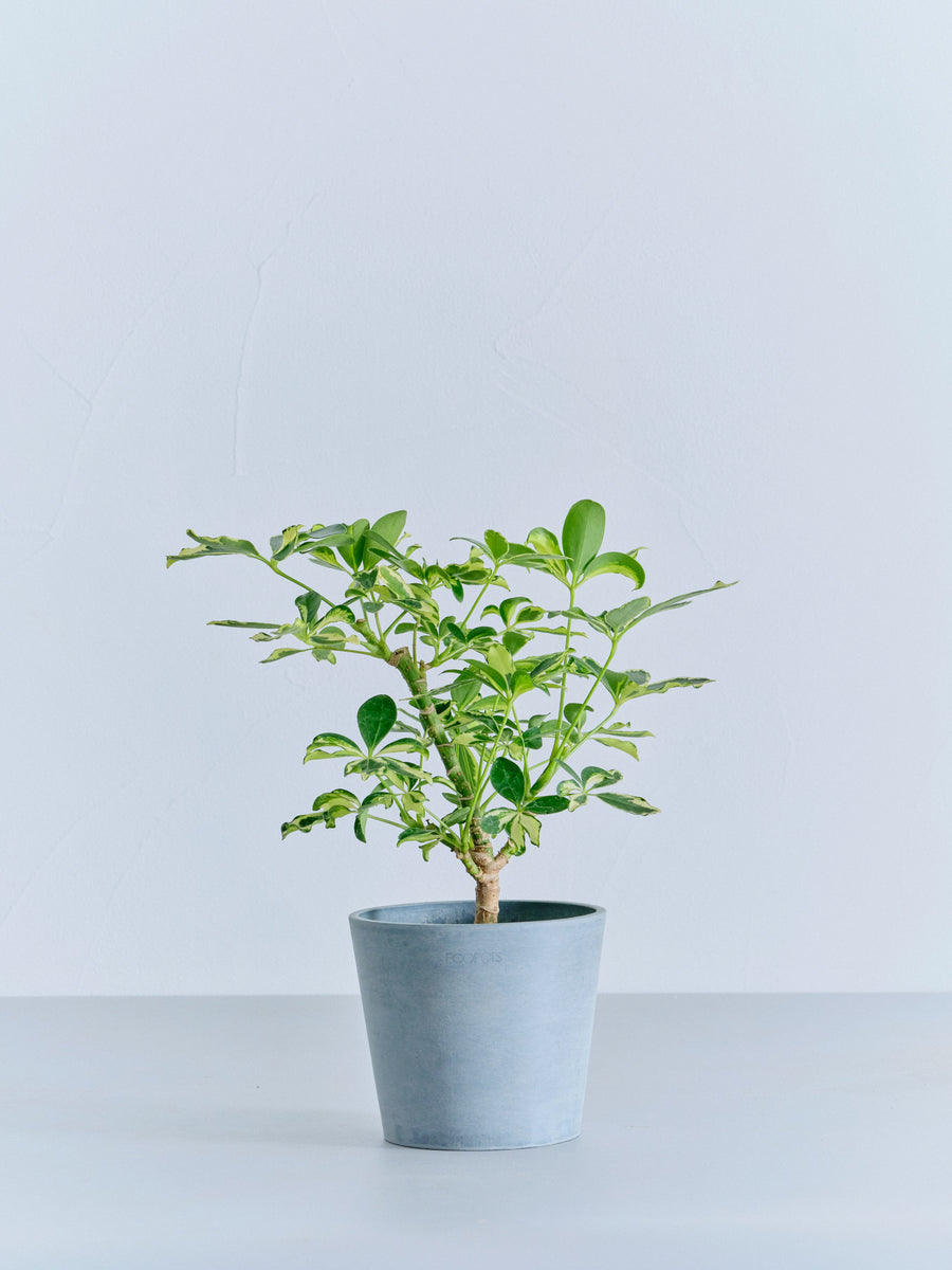 シェフレラ・ソフィア | 観葉植物の通販 AND PLANTS (アンドプランツ)