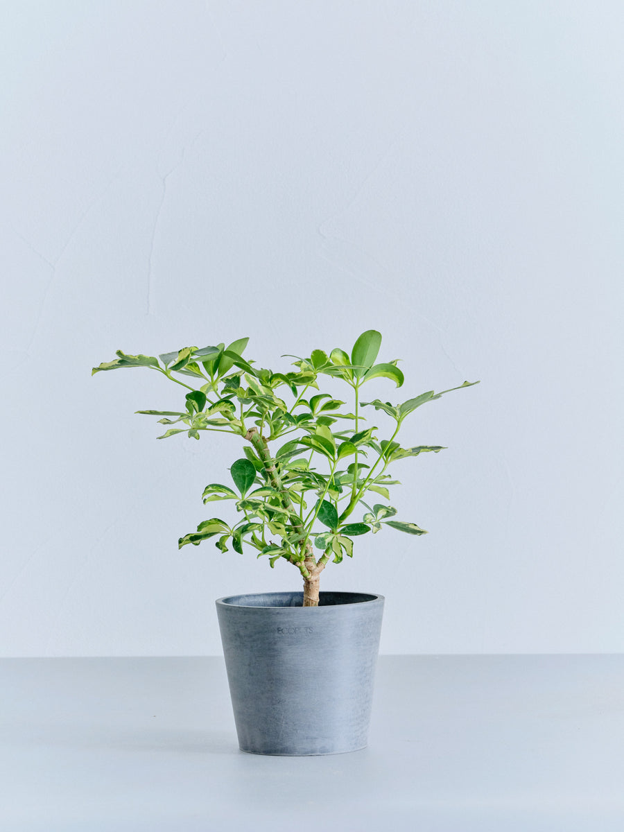 シェフレラ・ソフィア | 観葉植物の通販 AND PLANTS (アンドプランツ)