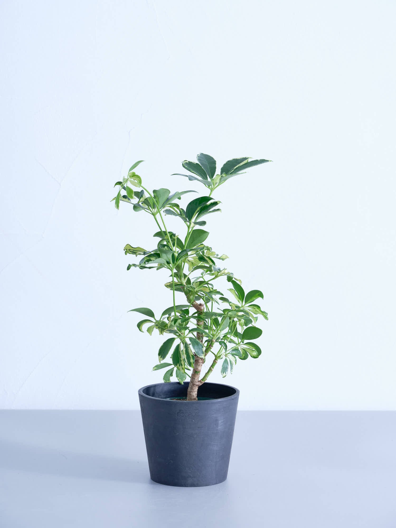 シェフレラ | 観葉植物の通販 AND PLANTS (アンドプランツ)