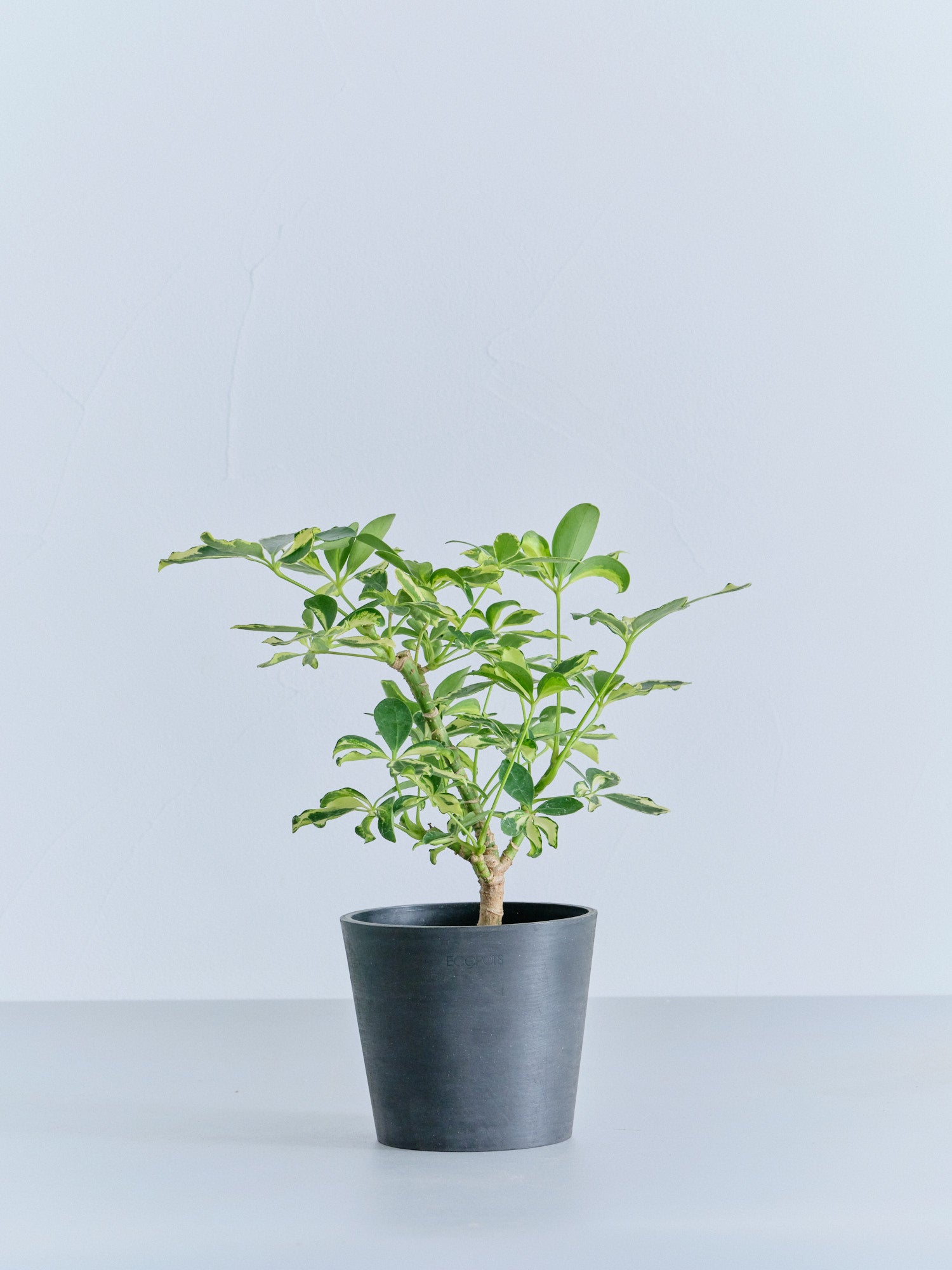 シェフレラ・ソフィア Table-M | 観葉植物の通販 AND PLANTS (アンド