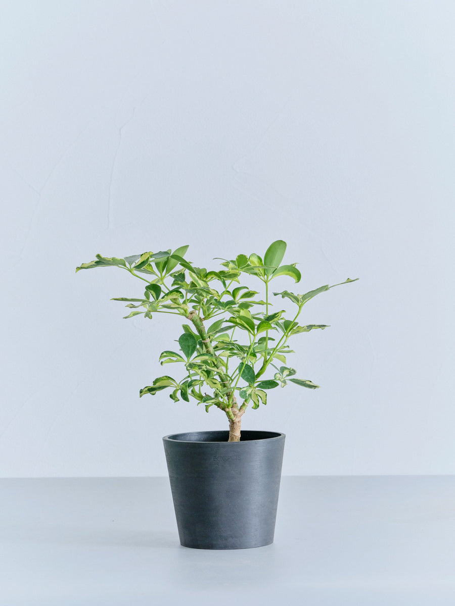 シェフレラ・ソフィア | 観葉植物の通販 AND PLANTS (アンドプランツ)