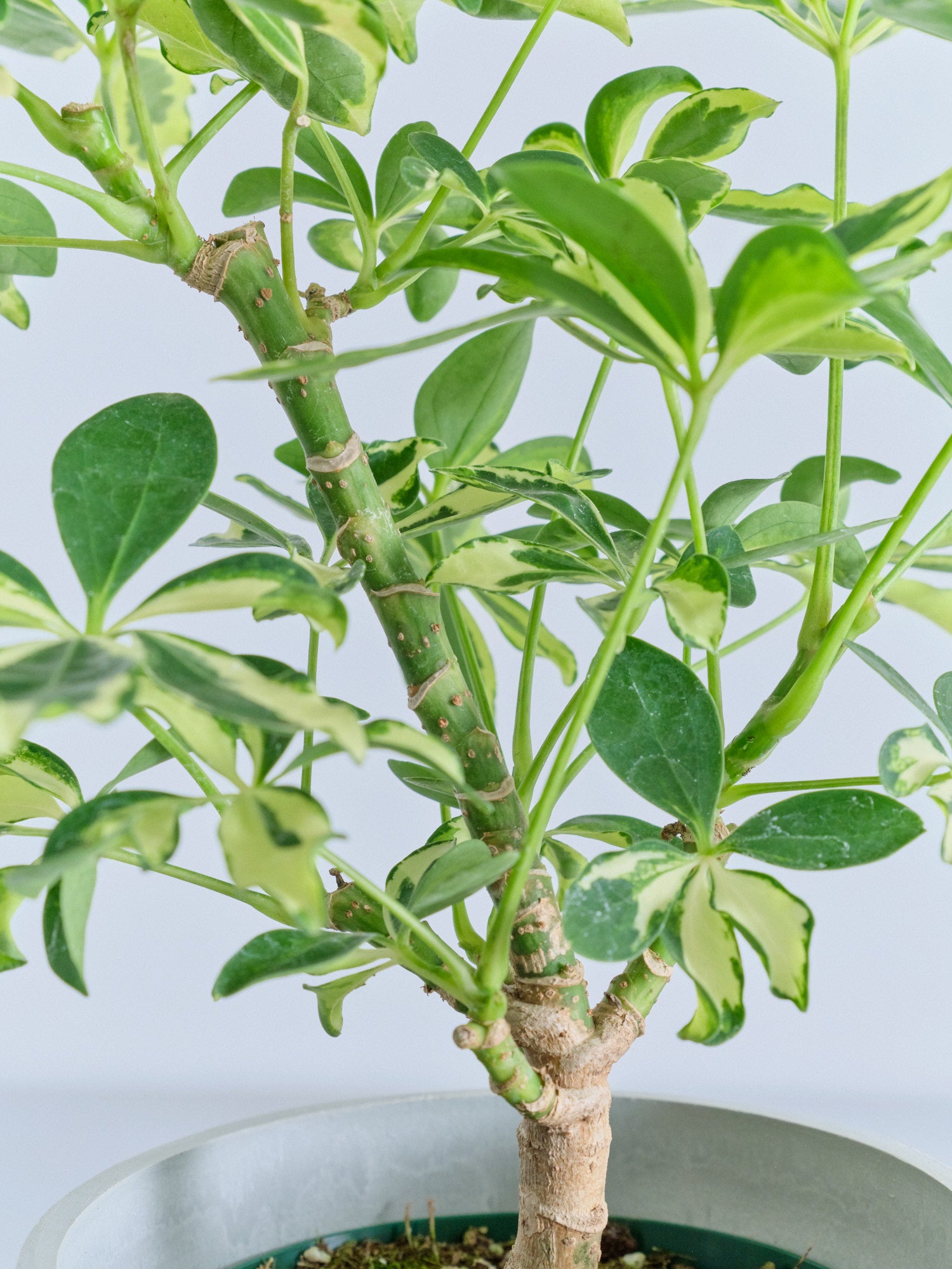 シェフレラ・ソフィア Table-M | 観葉植物の通販 AND PLANTS (アンド