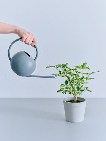 シェフレラ・ソフィア Table-M