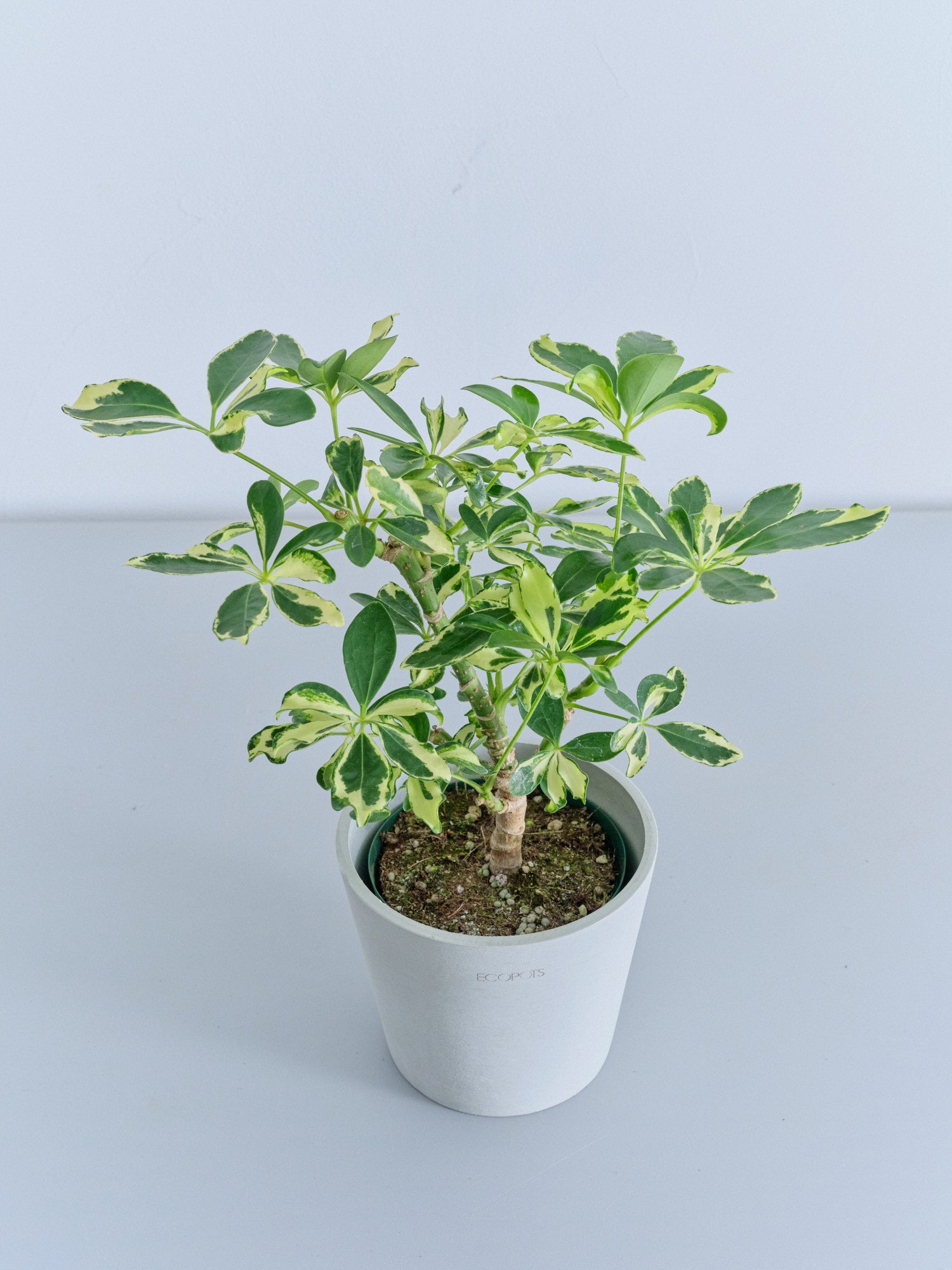 シェフレラ・ソフィア Table-M | 観葉植物の通販 AND PLANTS (アンド