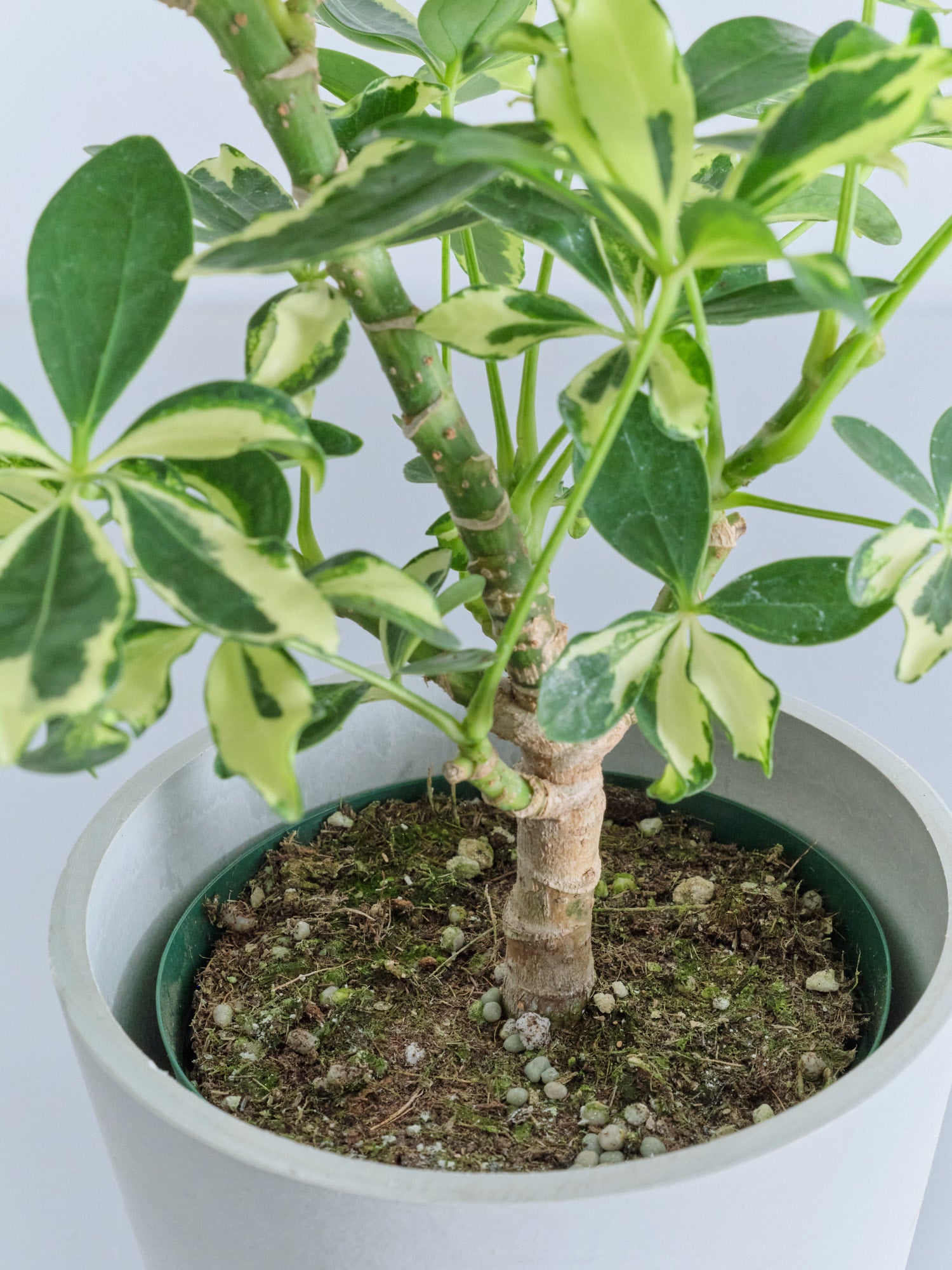 シェフレラ・ソフィア Table-M | 観葉植物の通販 AND PLANTS (アンド