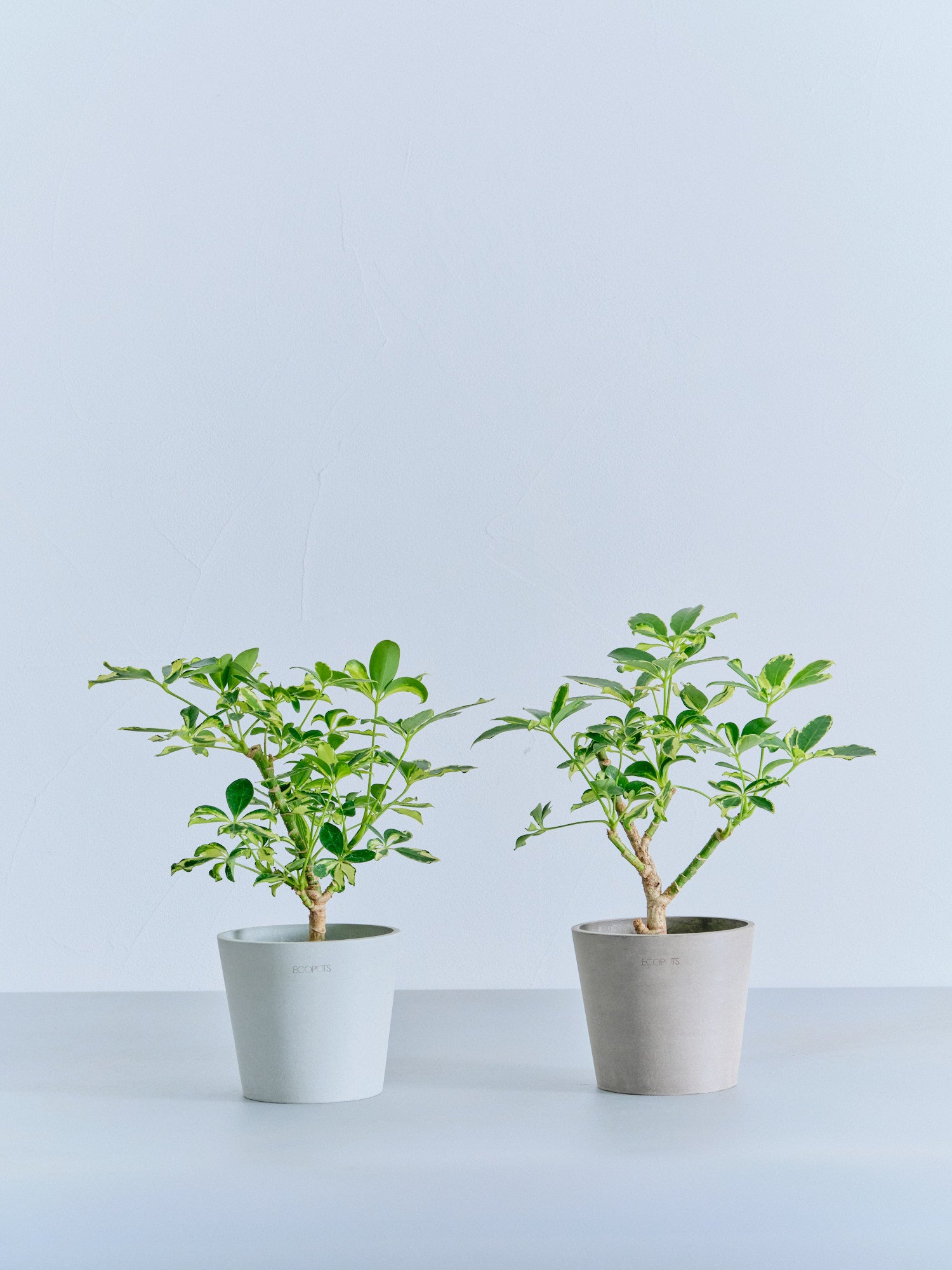 シェフレラ・ソフィア Table-M | 観葉植物の通販 AND PLANTS (アンド