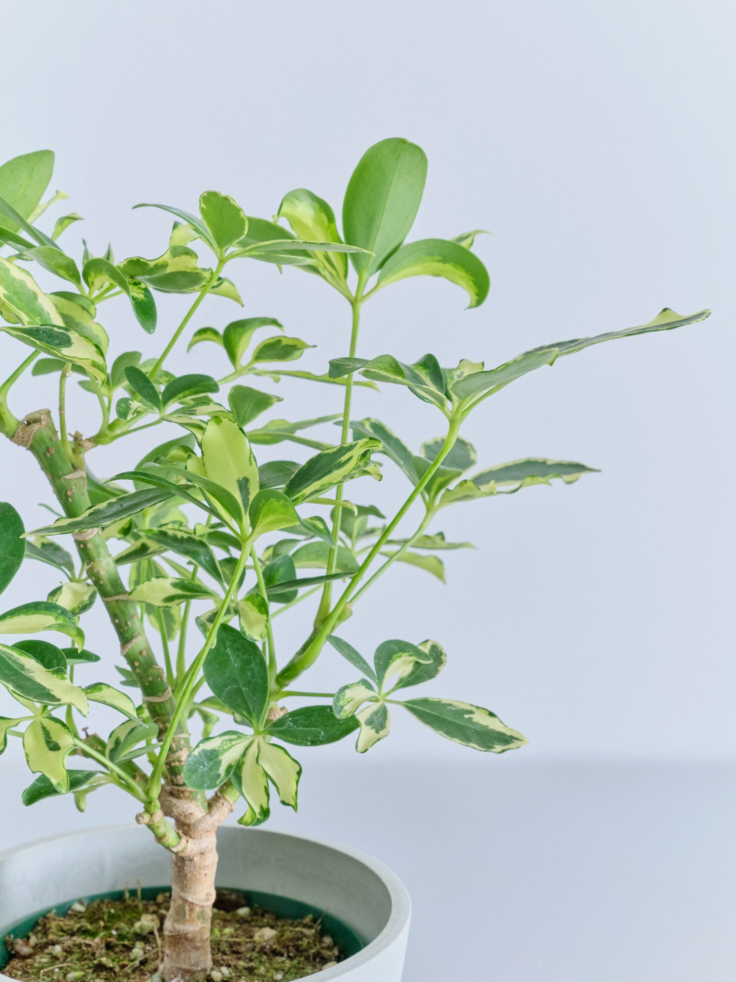 シェフレラ・ソフィア Table-M | 観葉植物の通販 AND PLANTS (アンド