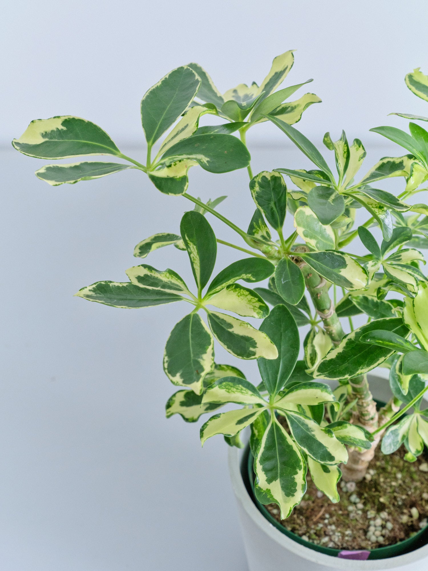 シェフレラ・ソフィア Table-M | 観葉植物の通販 AND PLANTS (アンド