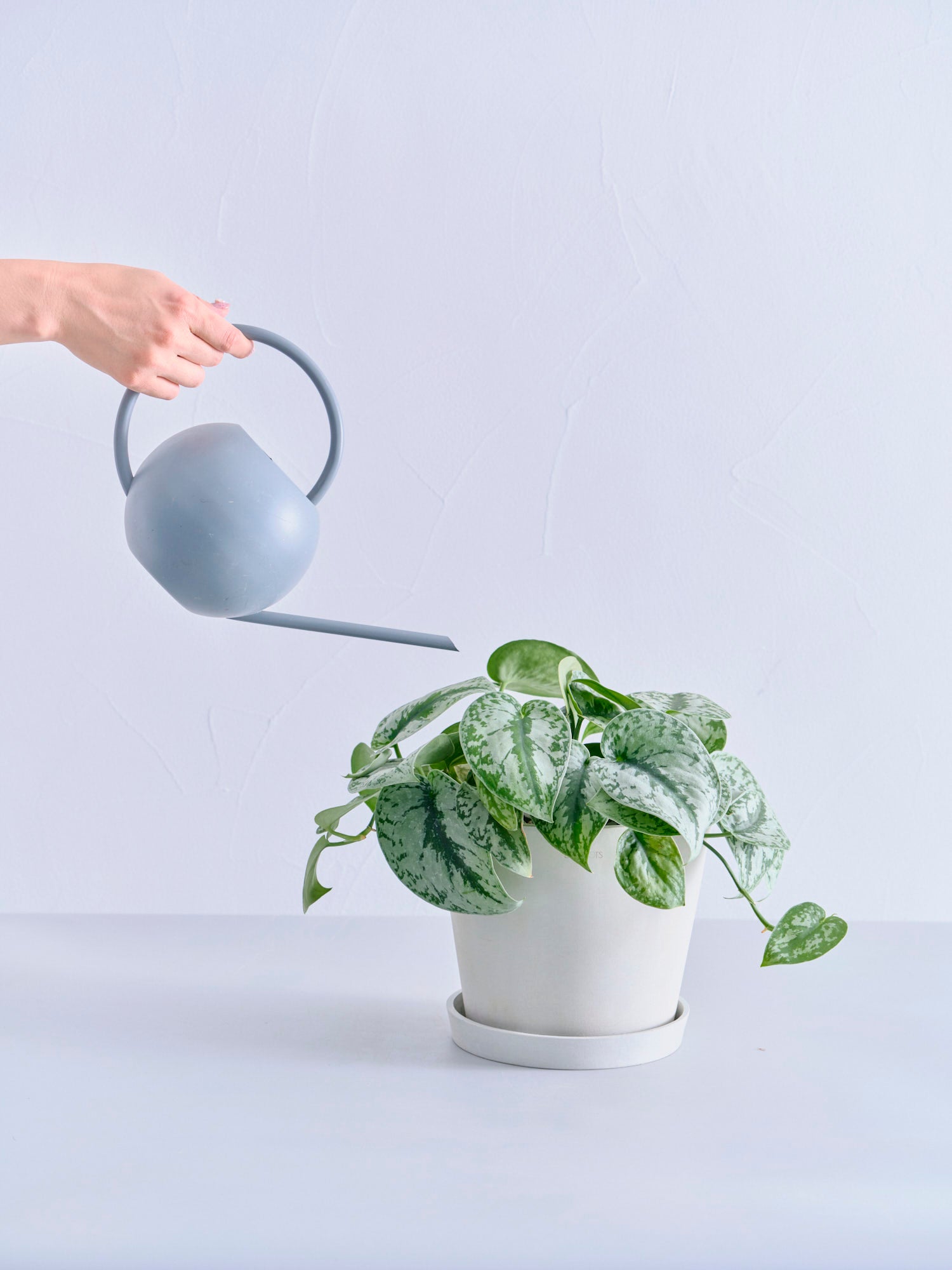 スキンダプサス S | 観葉植物の通販 AND PLANTS (アンドプランツ)