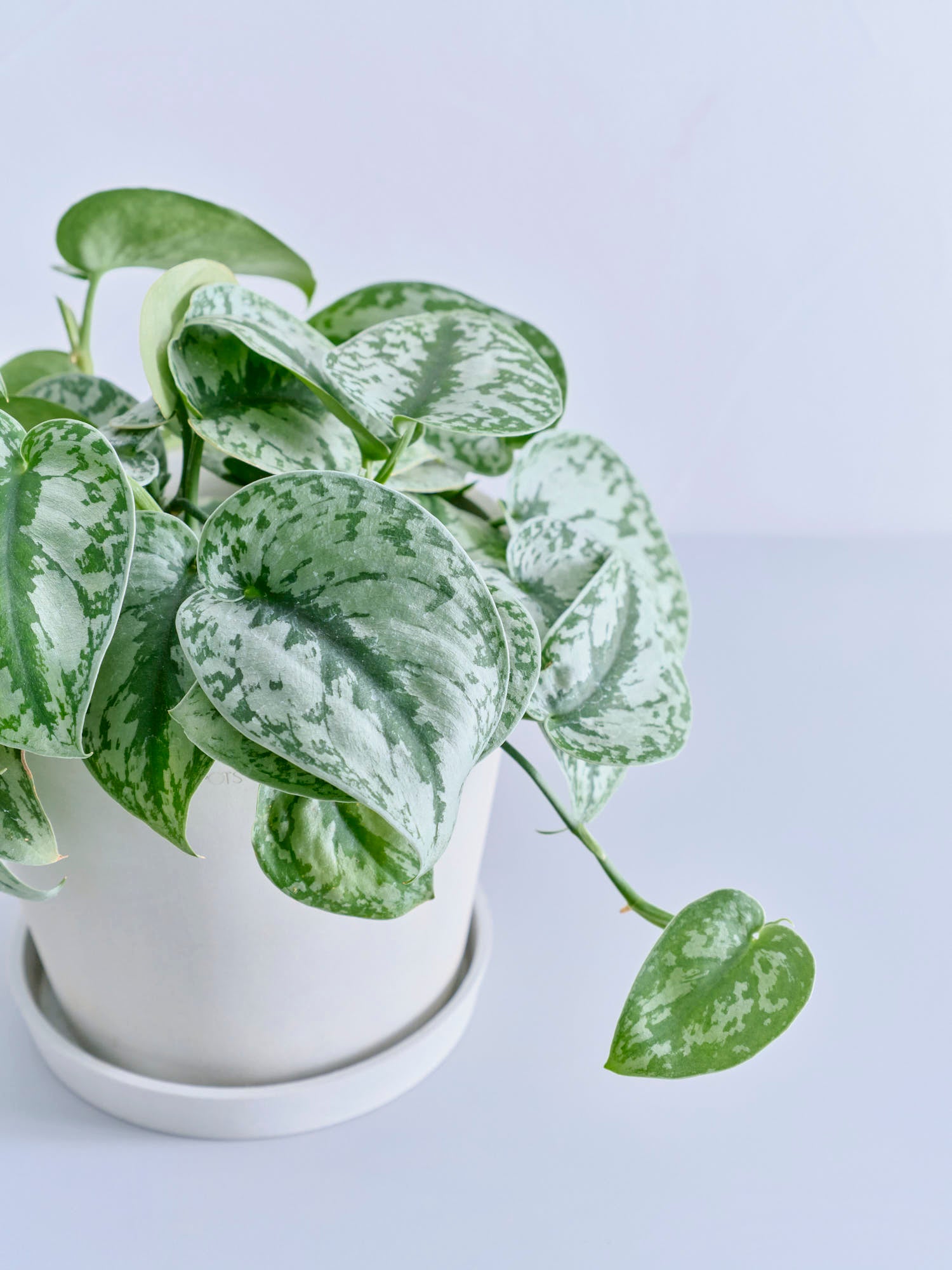 (専用商品)スキンダプサス10点セット スキンダプサス S | 観葉植物の通販 AND PLANTS (アンドプランツ)