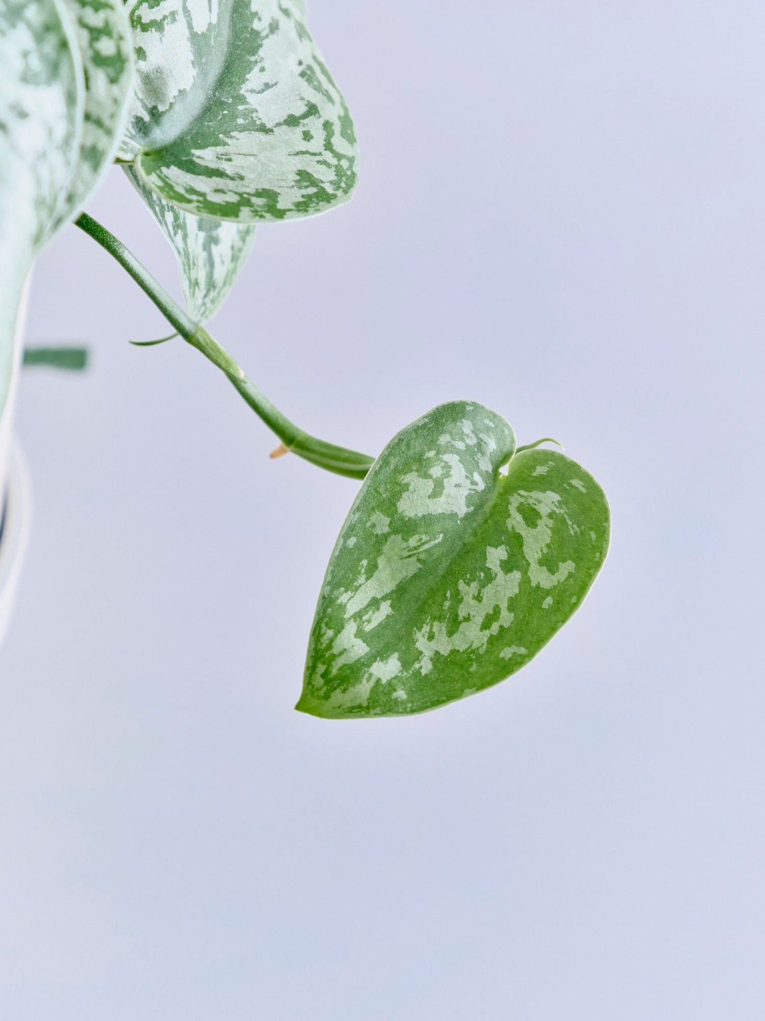 スキンダプサス S | 観葉植物の通販 AND PLANTS (アンドプランツ)