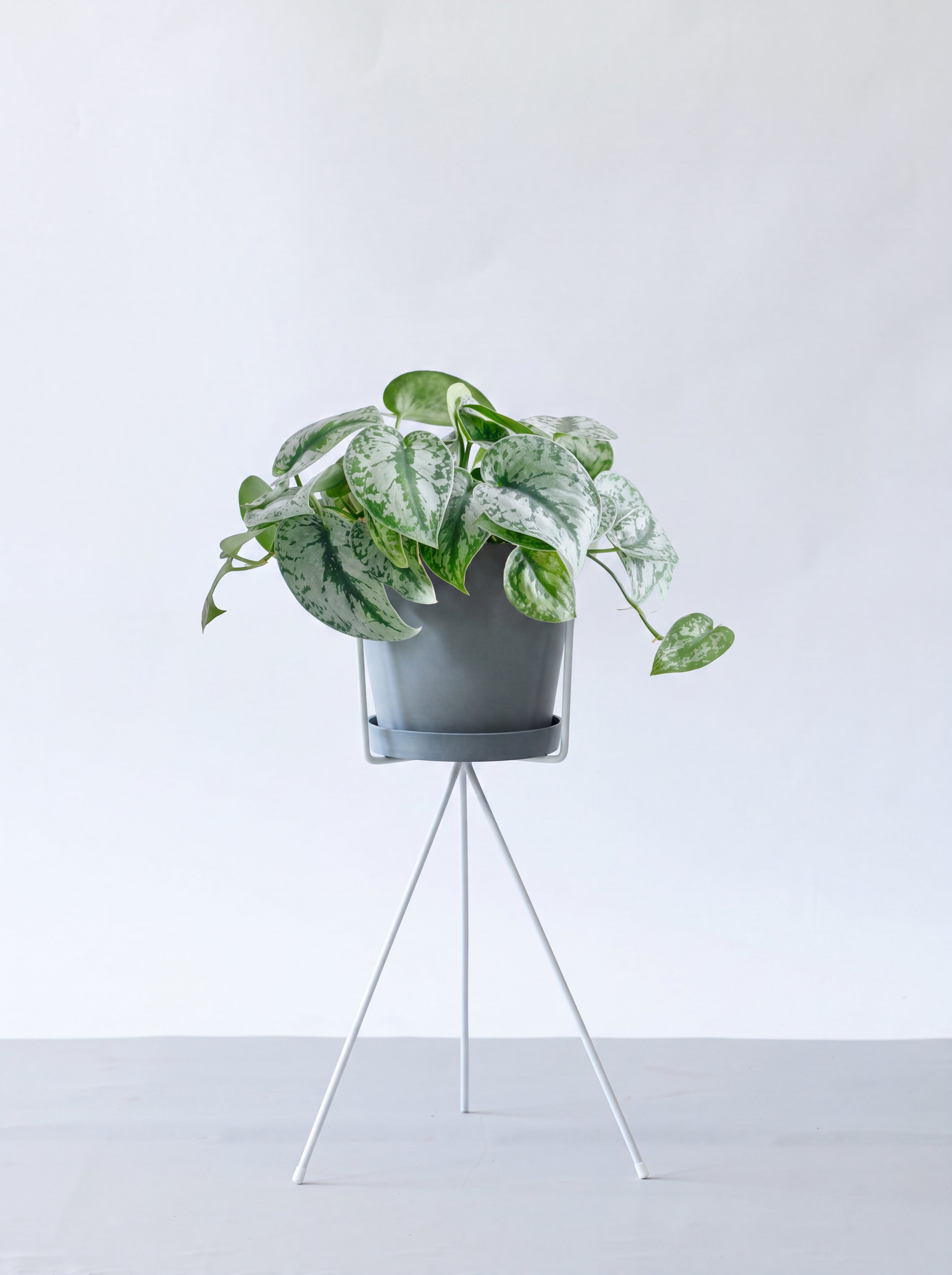 (専用商品)スキンダプサス10点セット スキンダプサス S | 観葉植物の通販 AND PLANTS (アンドプランツ)