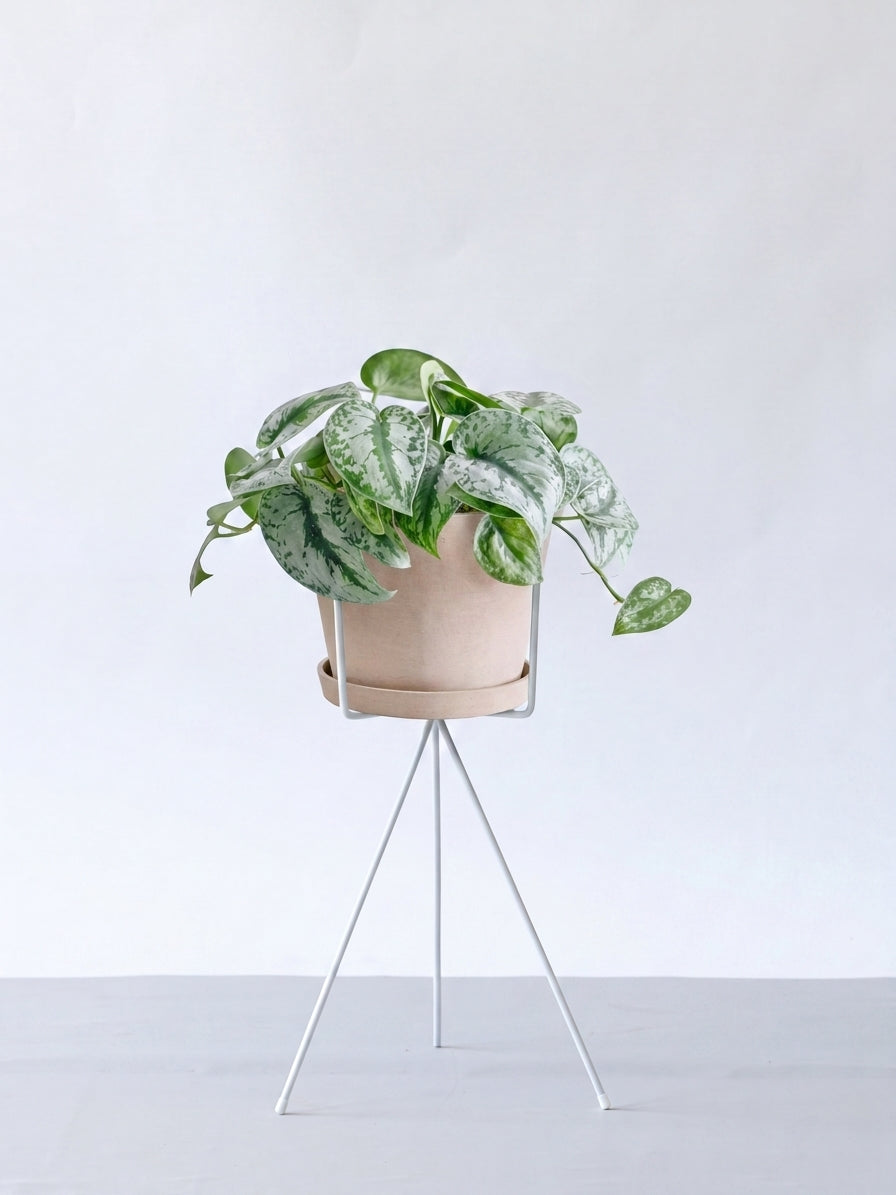 スキンダプサス S | 観葉植物の通販 AND PLANTS (アンドプランツ)