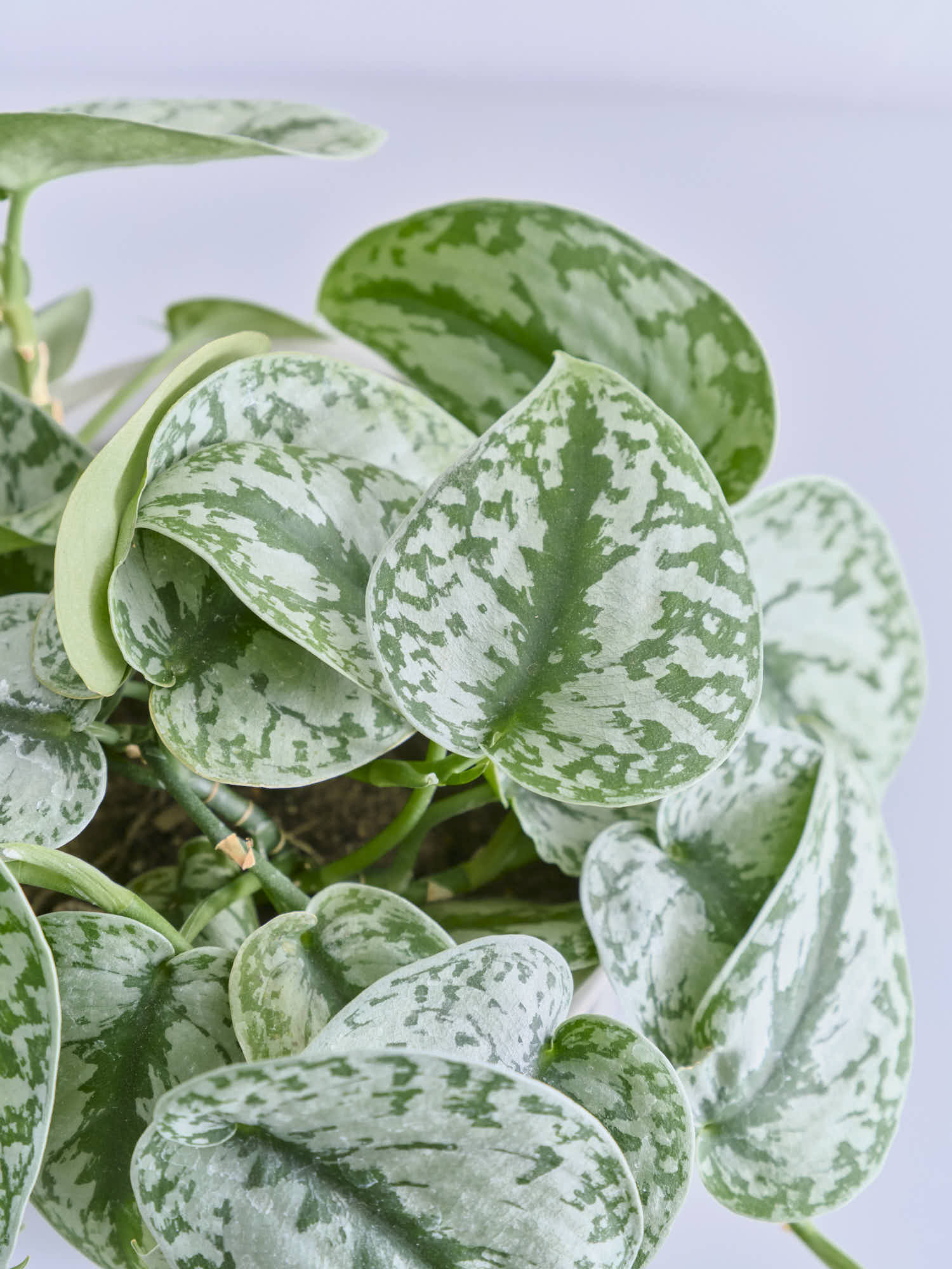 (専用商品)スキンダプサス10点セット スキンダプサス S | 観葉植物の通販 AND PLANTS (アンドプランツ)
