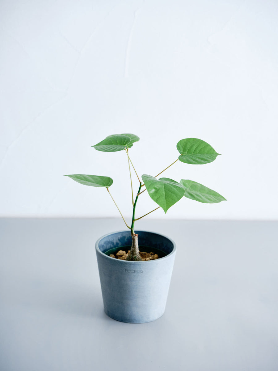 ボンバックス 実生 | 観葉植物の通販 AND PLANTS (アンドプランツ)