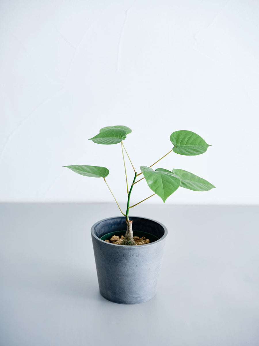 ボンバックス 実生 | 観葉植物の通販 AND PLANTS (アンドプランツ)