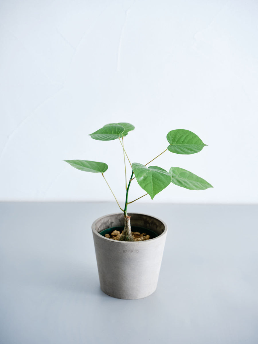 ボンバックス　BOMBAX 実生選抜　no10 ボンバックス 実生 | 観葉植物の通販 AND PLANTS (アンドプランツ)