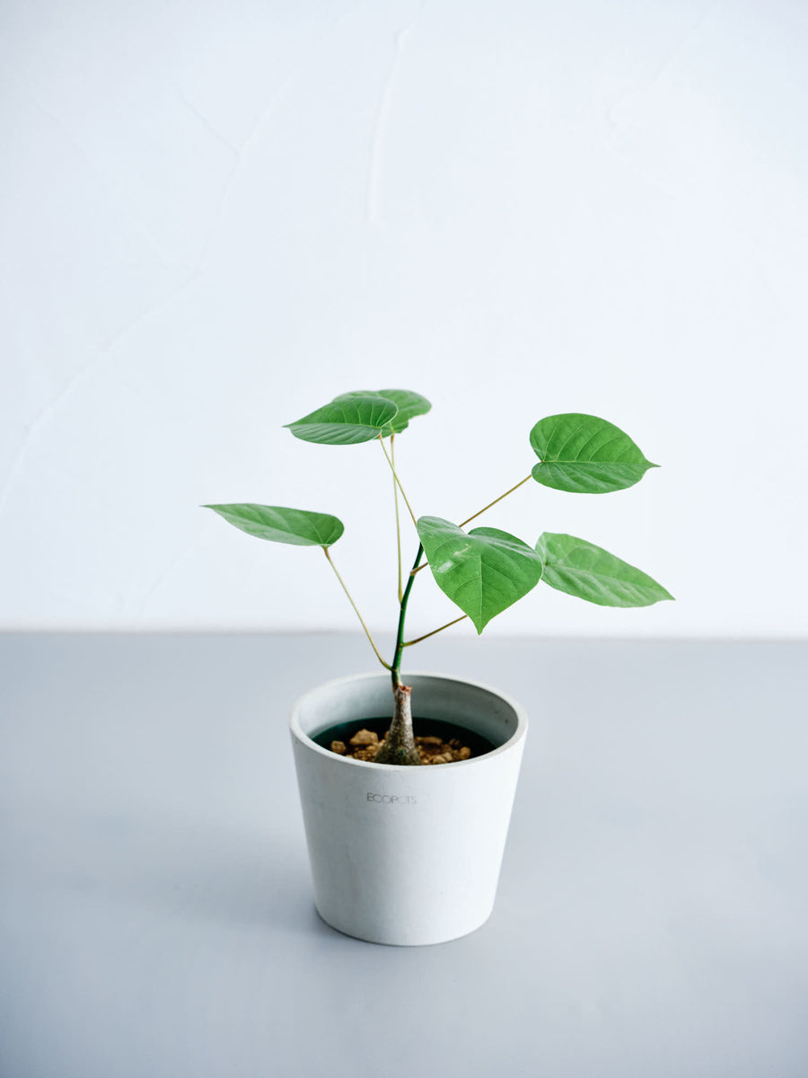 ボンバックス 実生 | 観葉植物の通販 AND PLANTS (アンドプランツ)