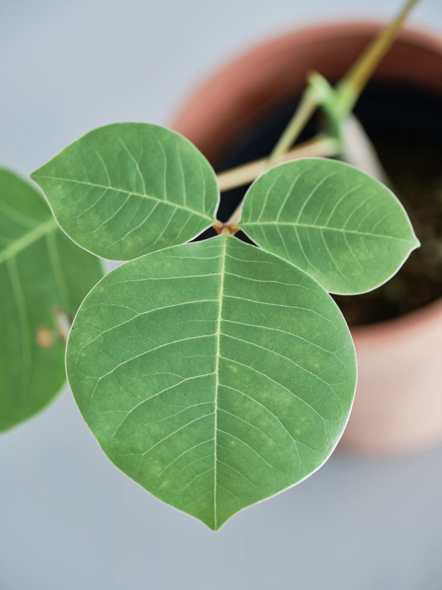 ボンバックス 実生 | 観葉植物の通販 AND PLANTS (アンドプランツ)