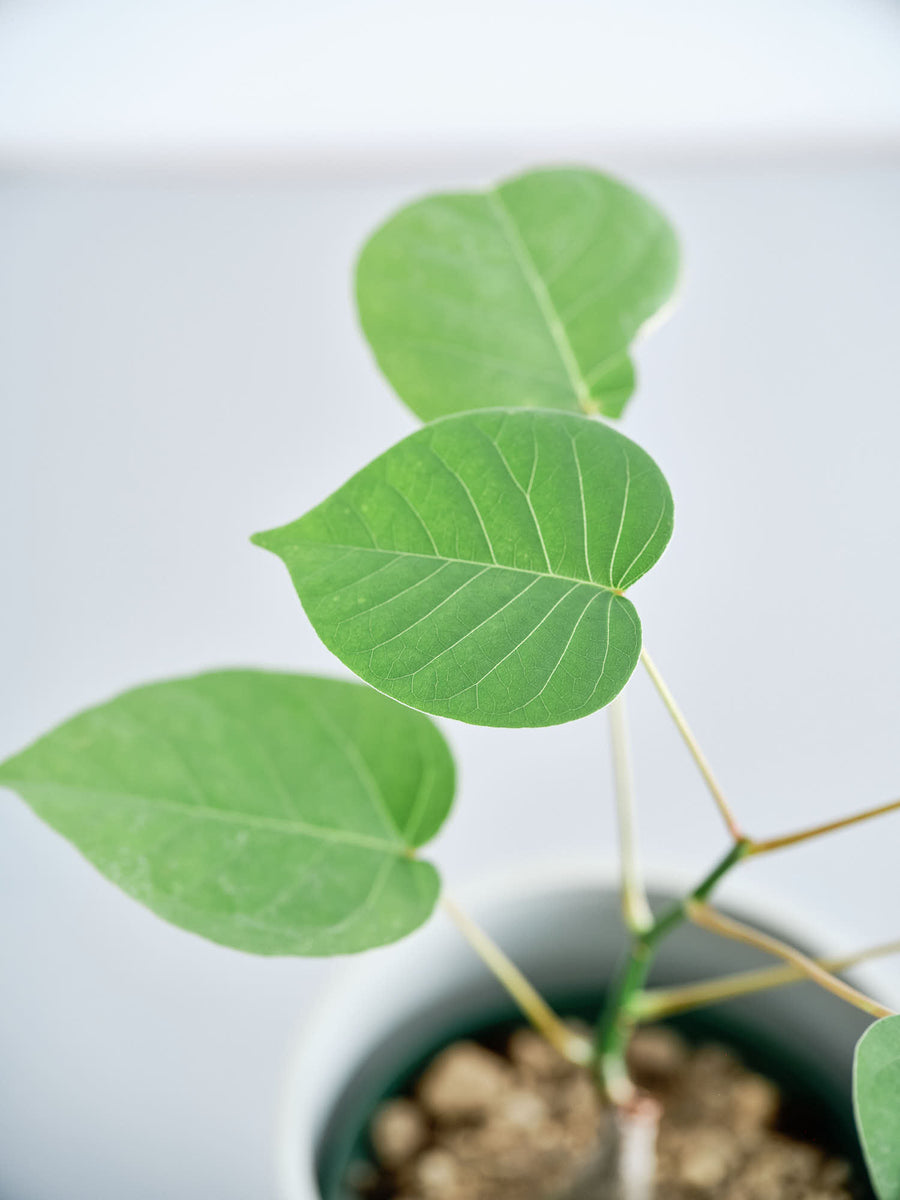ボンバックス 実生 | 観葉植物の通販 AND PLANTS (アンドプランツ)