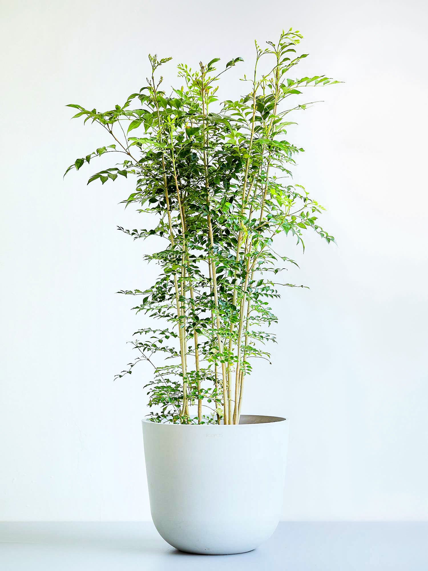 シマトネリコ L | 観葉植物の通販 AND PLANTS (アンドプランツ)