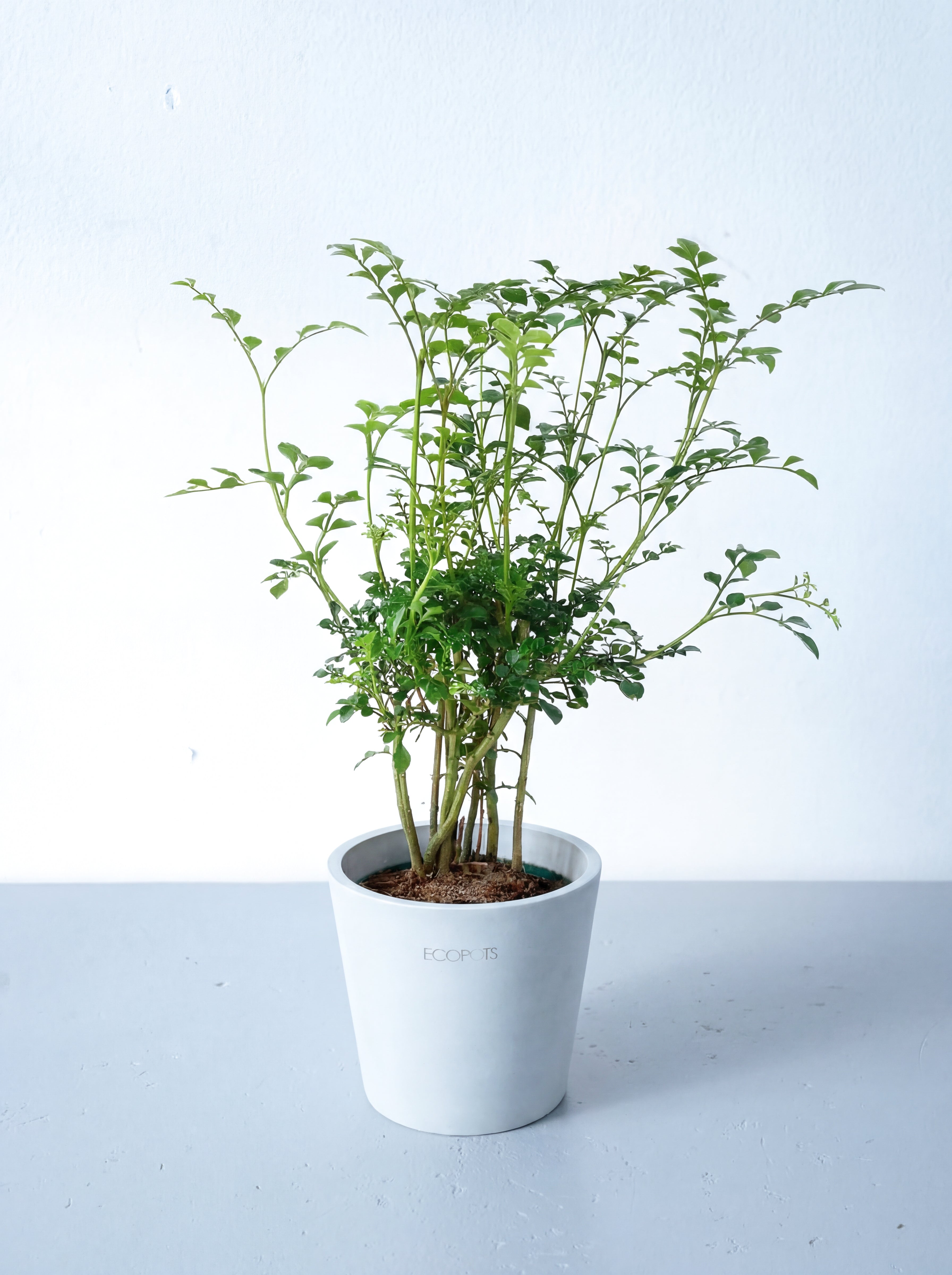 シマトネリコ Table-S | 観葉植物の通販 AND PLANTS (アンドプランツ)