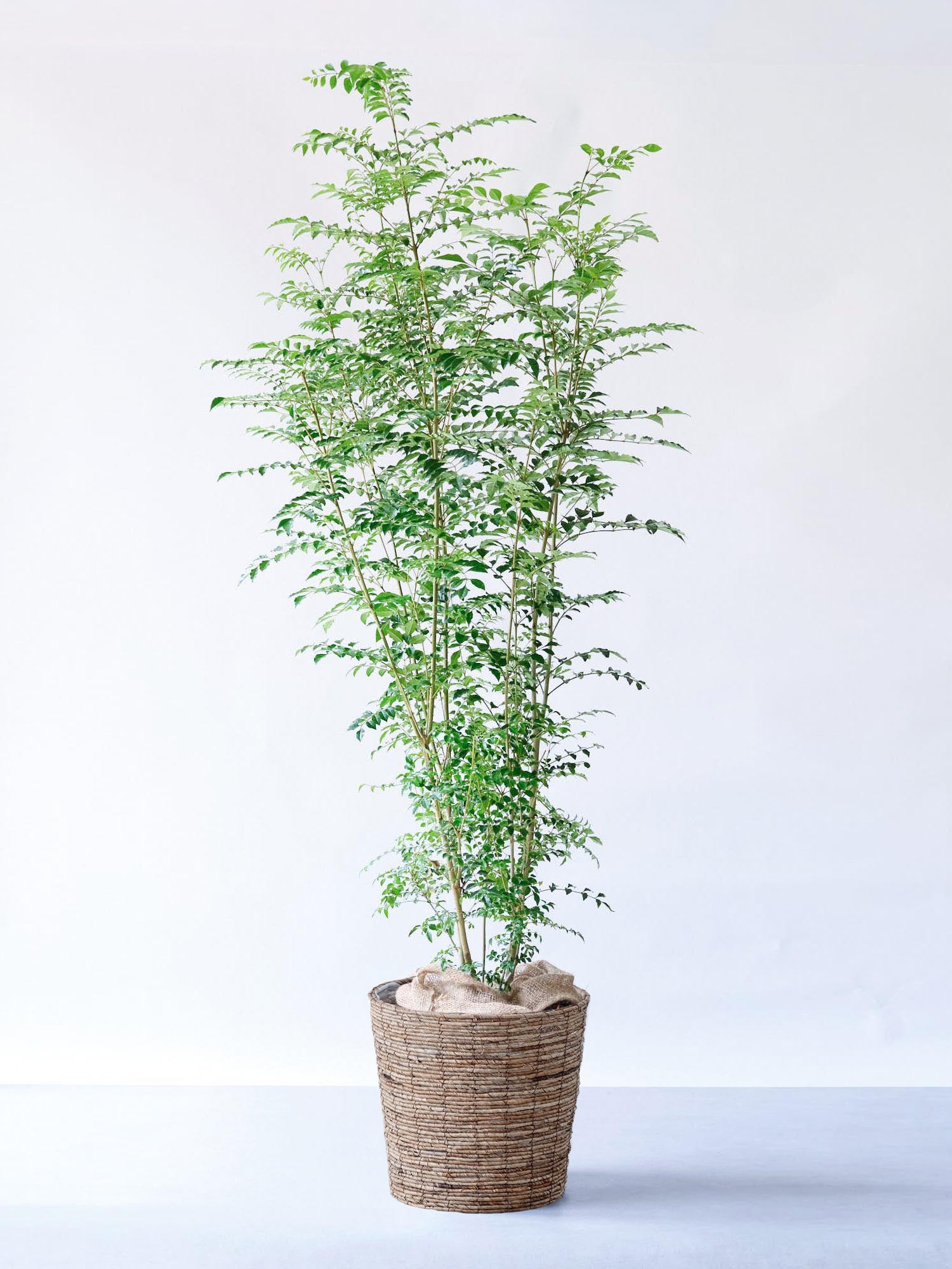 シマトネリコ XL 【全国発送可能】(バナナリーフバスケット ブラウン)